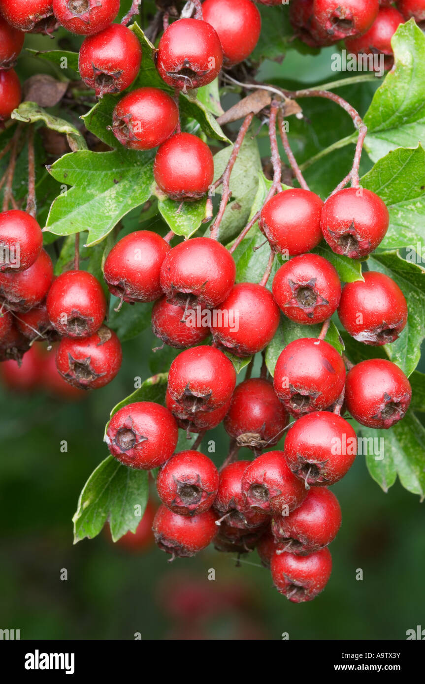 Biancospino bacche Foto Stock