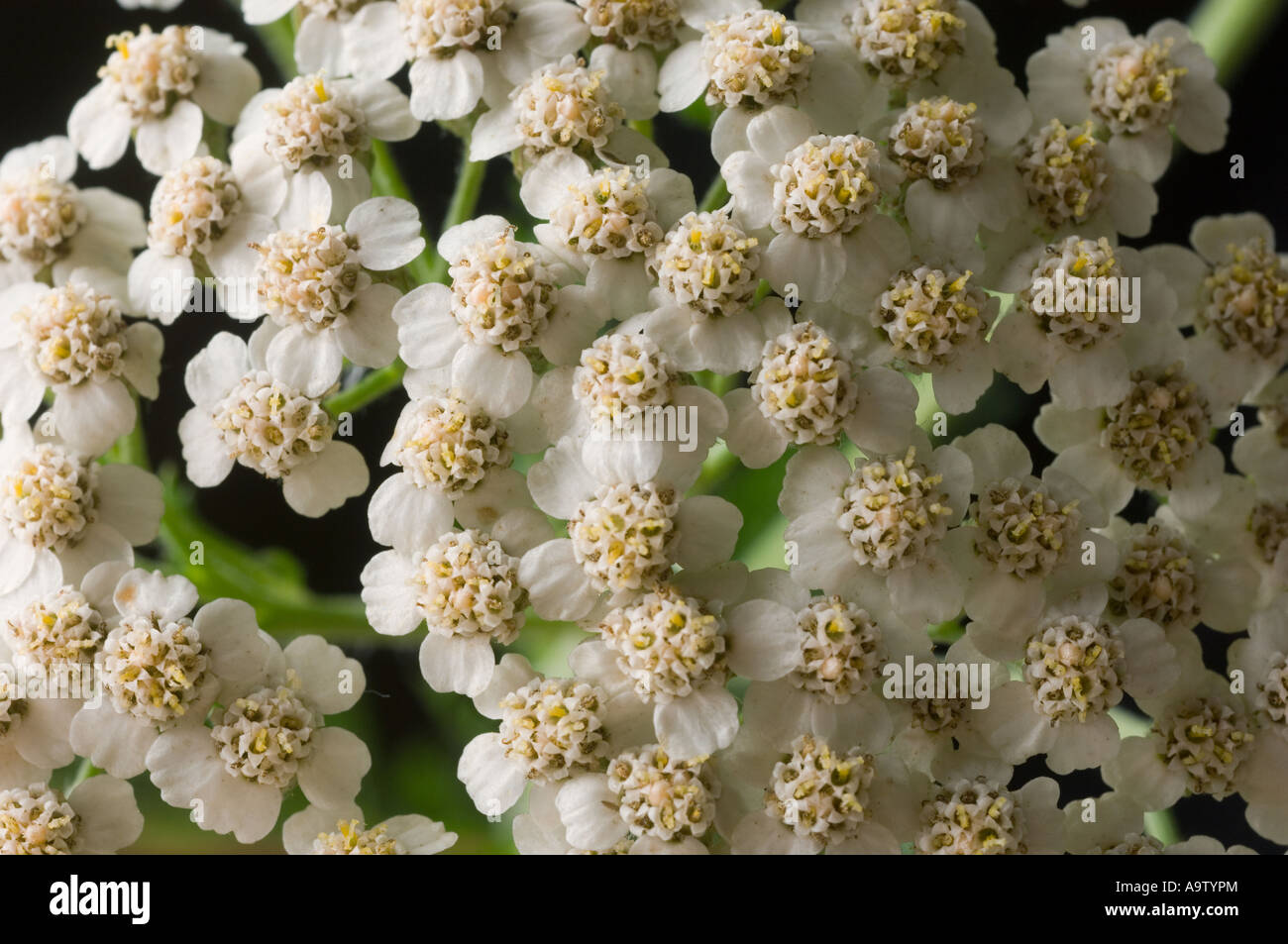 Fiori di Achillea Foto Stock