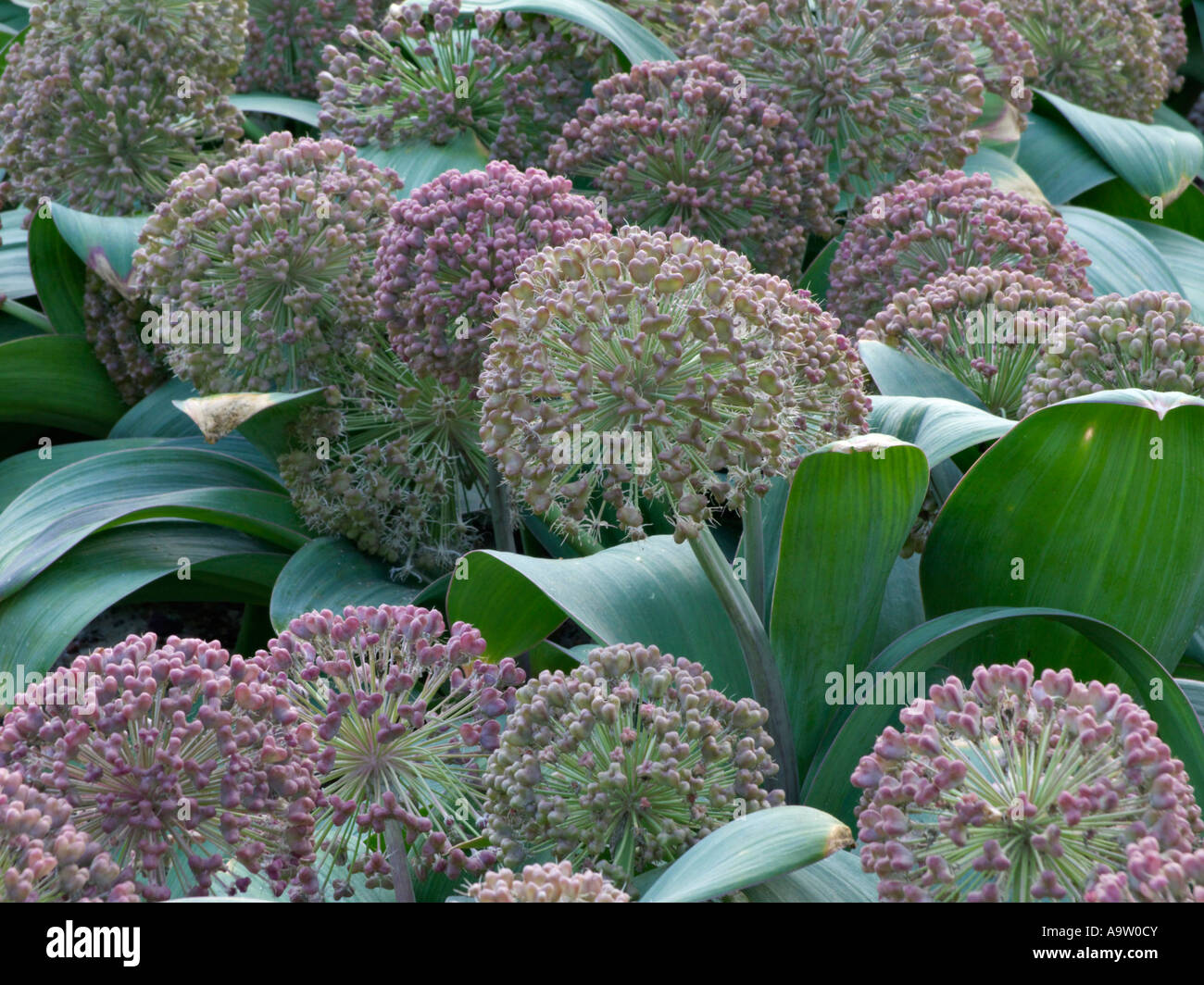 Turkestan allium (allium karataviense) Foto Stock