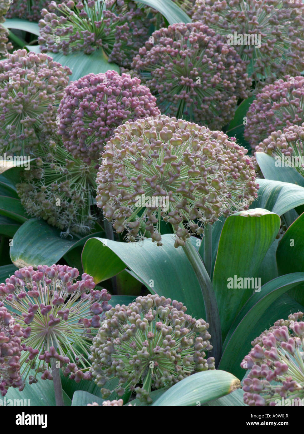 Turkestan allium (allium karataviense) Foto Stock