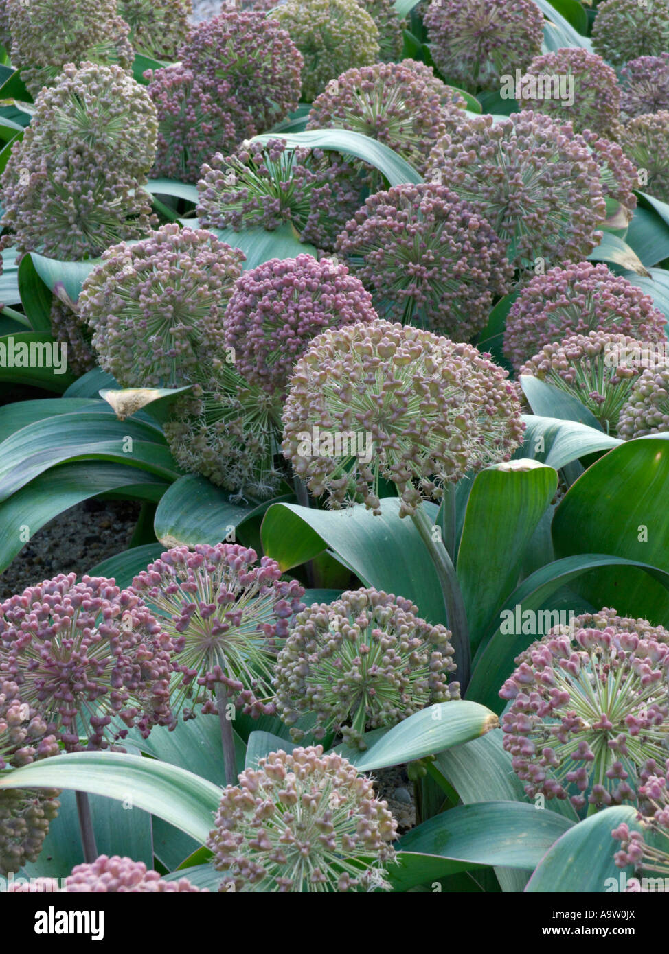 Turkestan allium (allium karataviense) Foto Stock