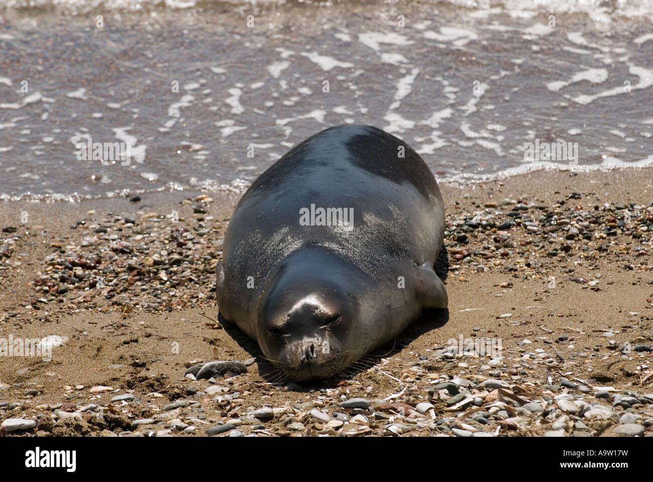 Specie in via di estinzione Mediterraneo foca monaca, Monachus monachus, appoggiato sulla spiaggia, Datca Peninsula, Turchia. Foto Stock