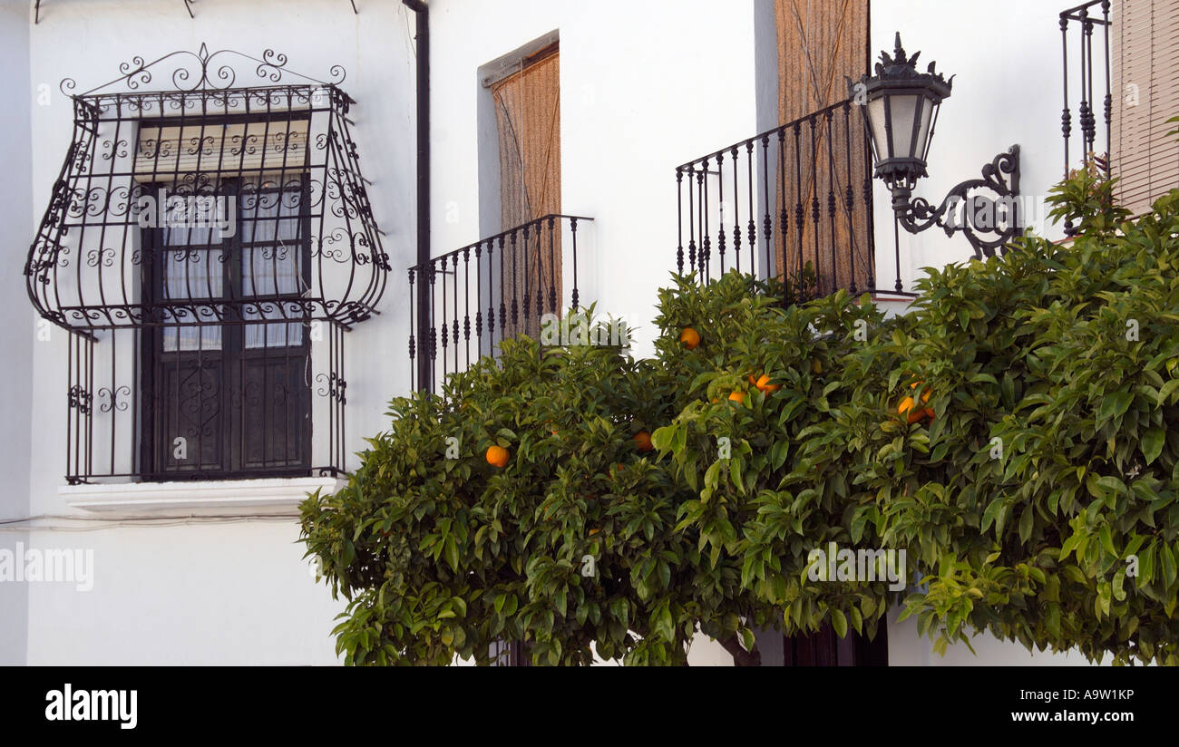 Alberi di arancio e balconi,Ronda, Andalusia, Spagna Foto Stock