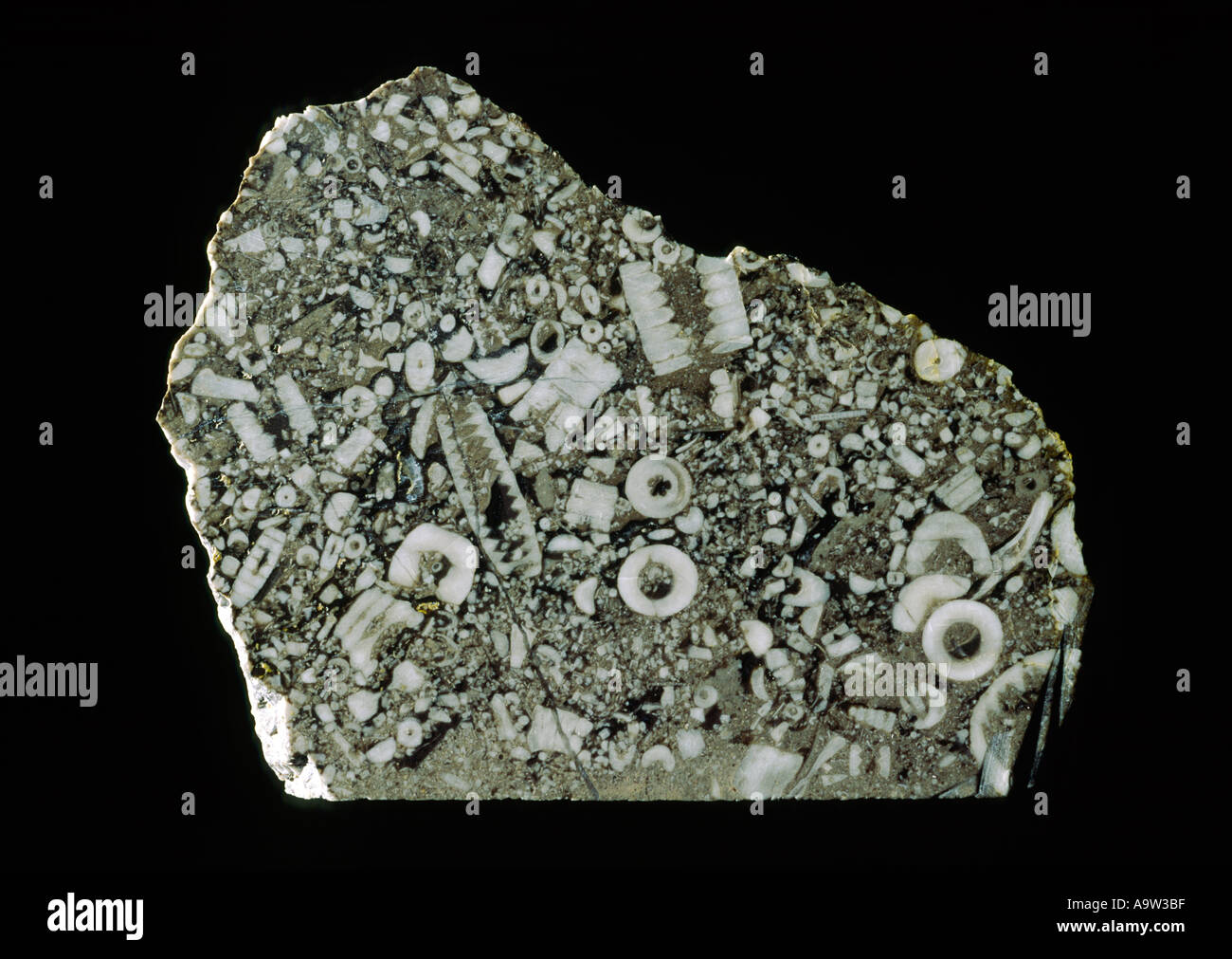 Sezione trasversale della roccia calcarea. Un eccellente esempio di Crinoide giglio di mare fossili provenienti da Treakcliff Cavern, Castleton, Derbyshire, Regno Unito Foto Stock