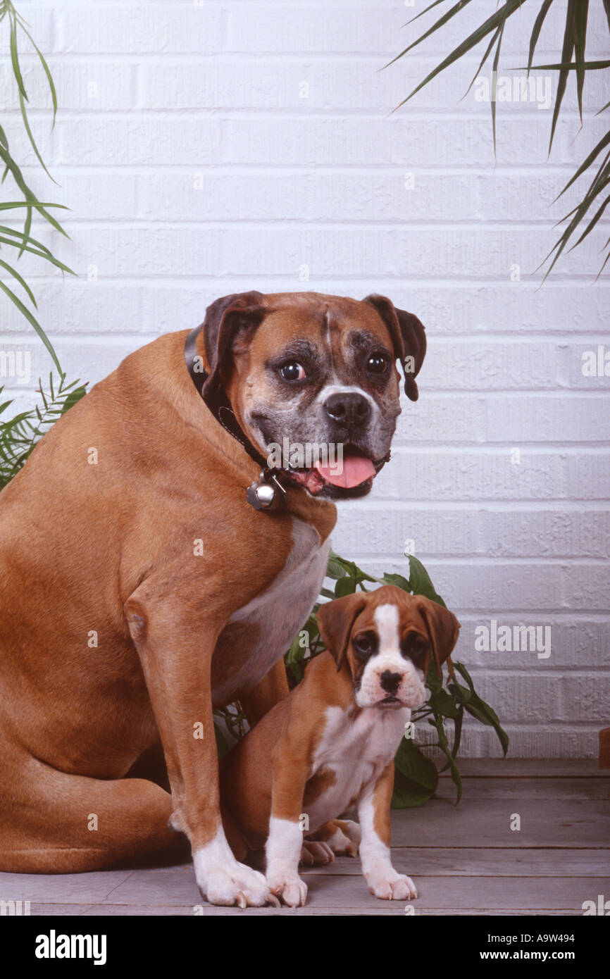 Cane e cucciolo boxer fulvo e bianco cucciolo di stare vicino a mamma PR CL  159131 Foto stock - Alamy
