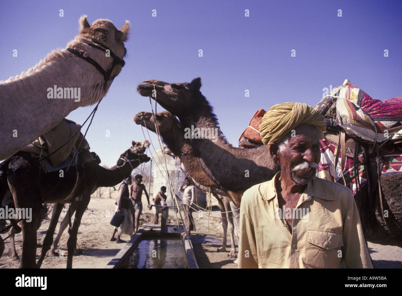 Arresto di cammelli per acqua durante il trek in Rajasthan in India Foto Stock