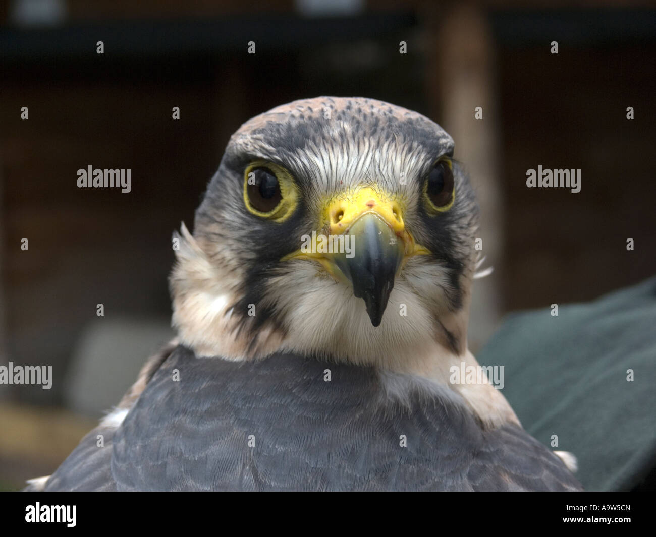 Peregrin Falcon e Foto Stock
