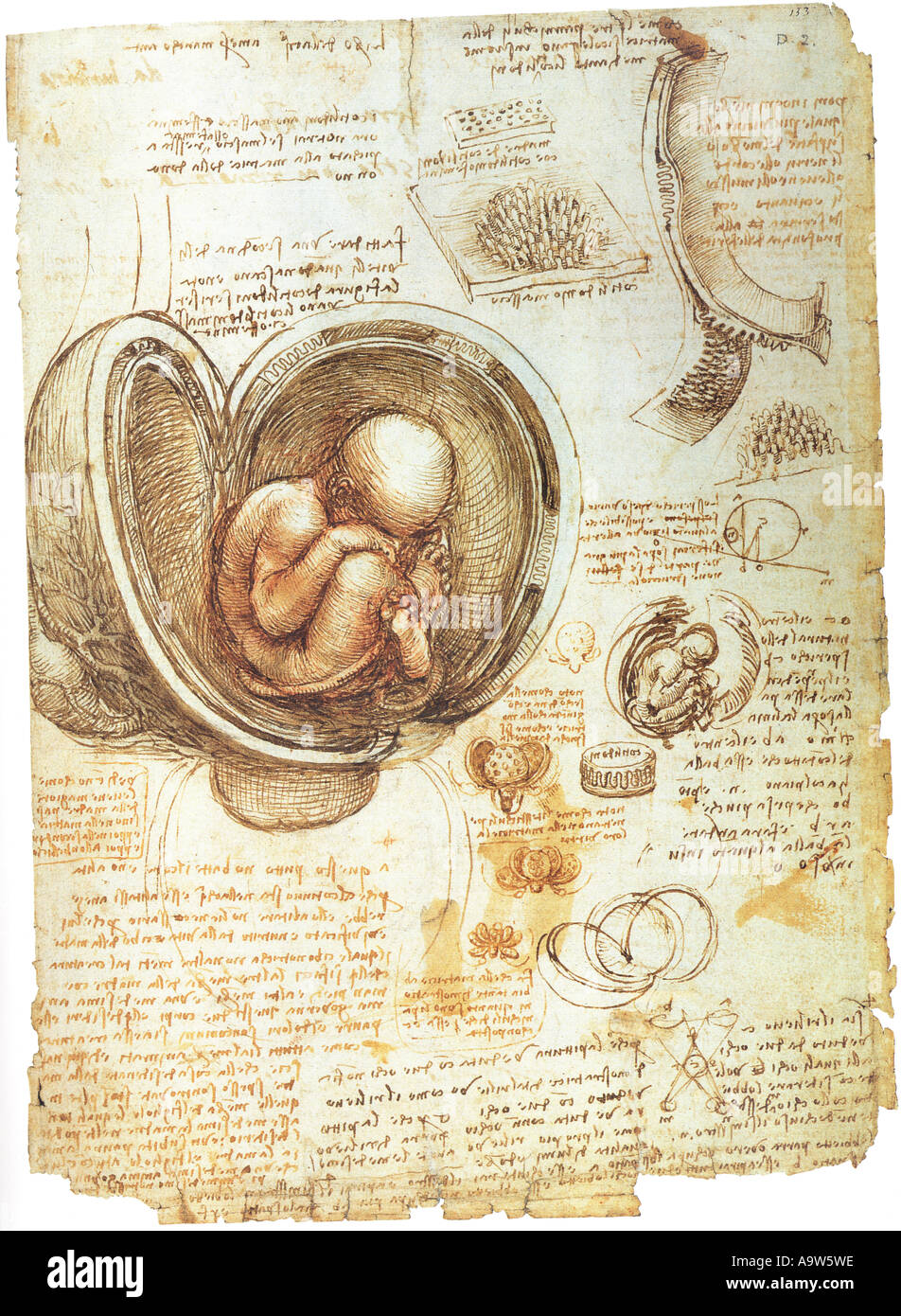Studi di anatomia di sviluppo embrionale di Leonardo da Vinci Foto Stock