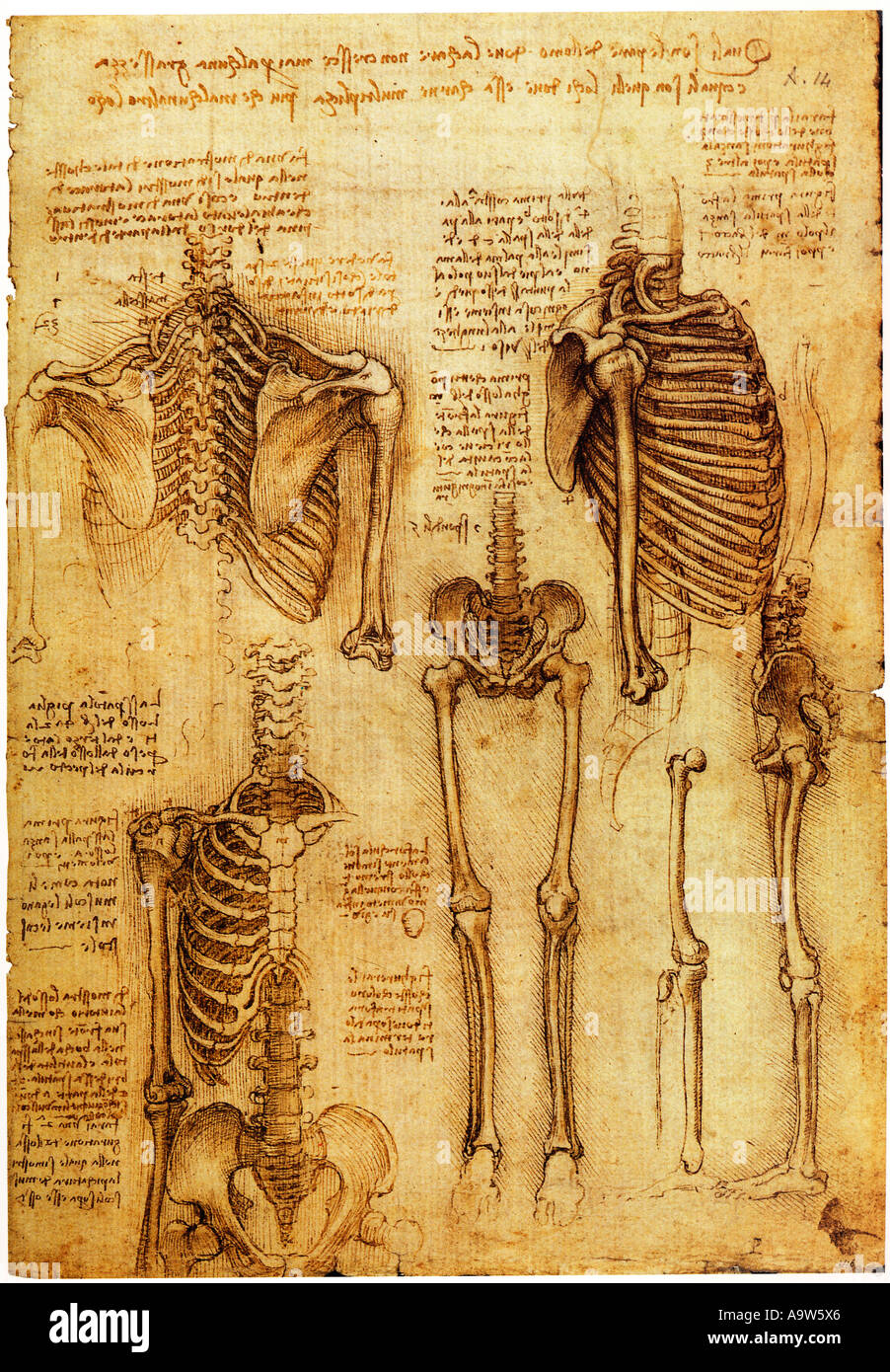 Studi di anatomia del sistema scheletrico di Leonardo da Vinci Foto Stock