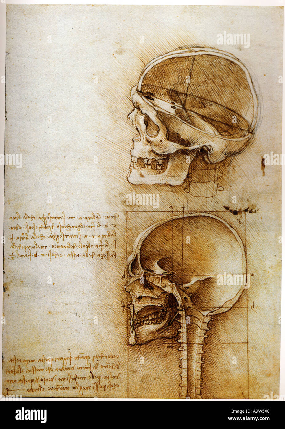 Studio anatomico del cranio di Leonardo da Vinci Foto Stock