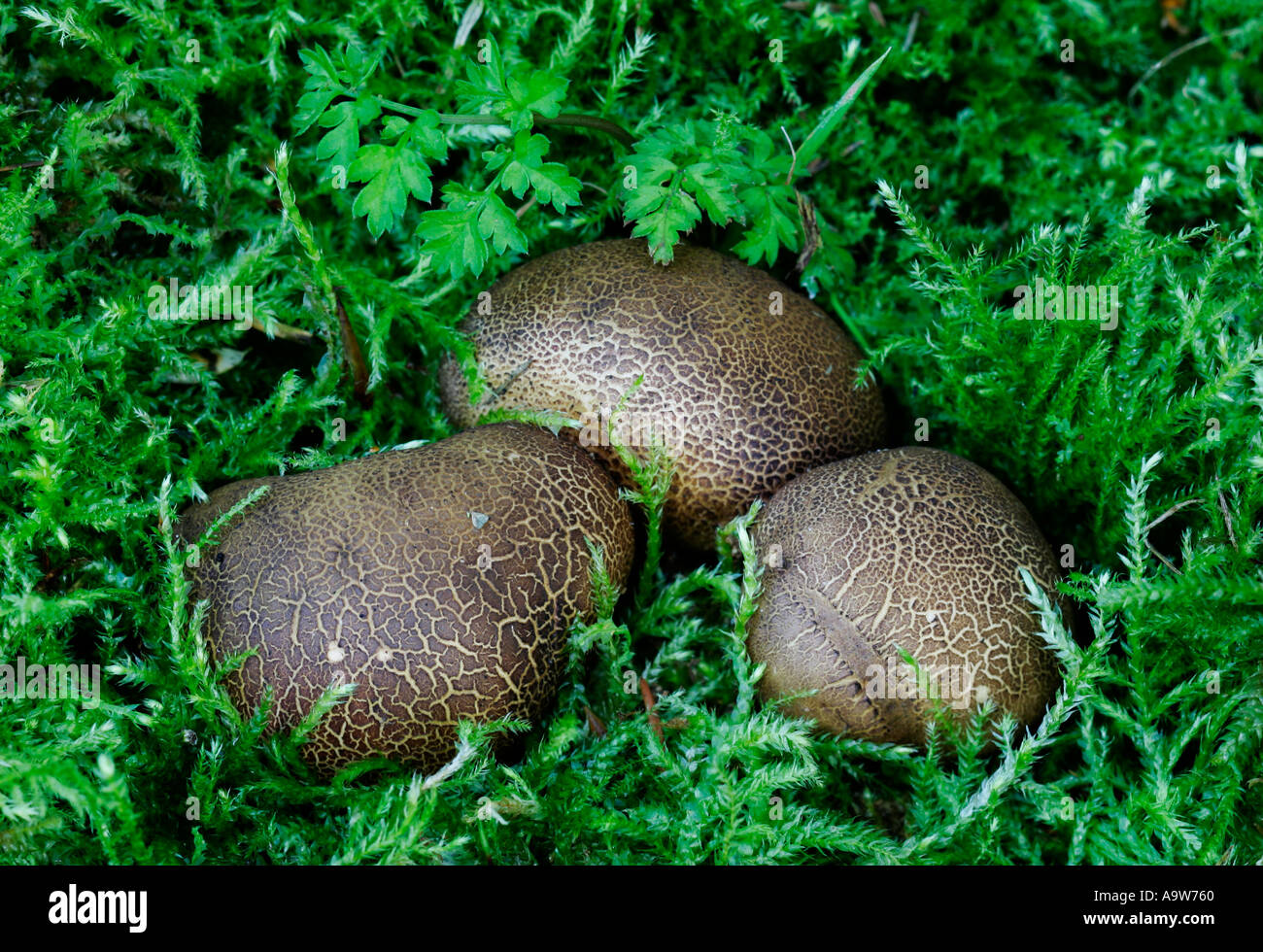 Bel gruppo di tre Scleroderma verrucosum cresce su terreno di muschio colline sabbiose bedfordshire Foto Stock