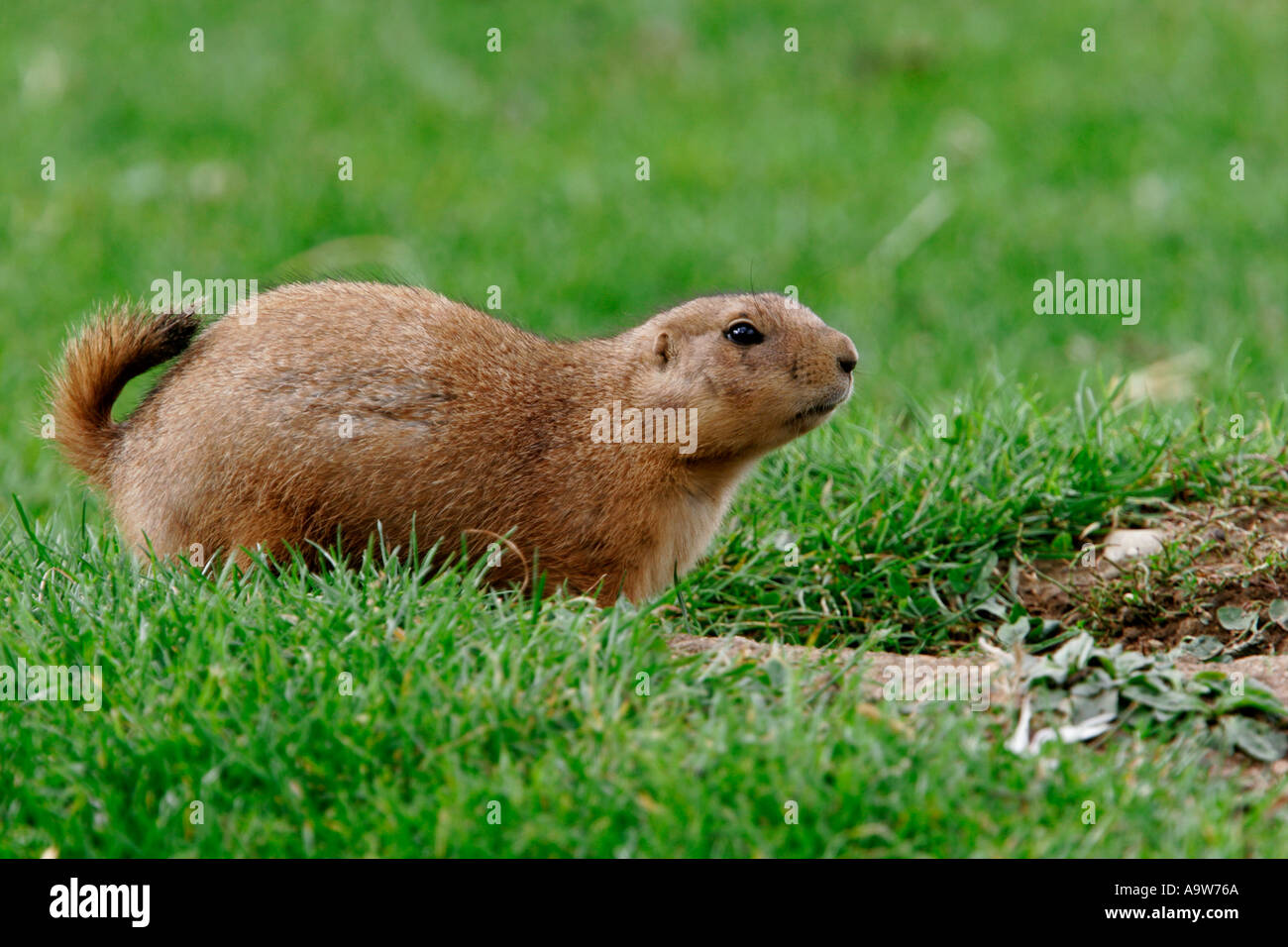 Cane della prateria Cynomys ludovicianus alla ricerca permanente di alert Foto Stock