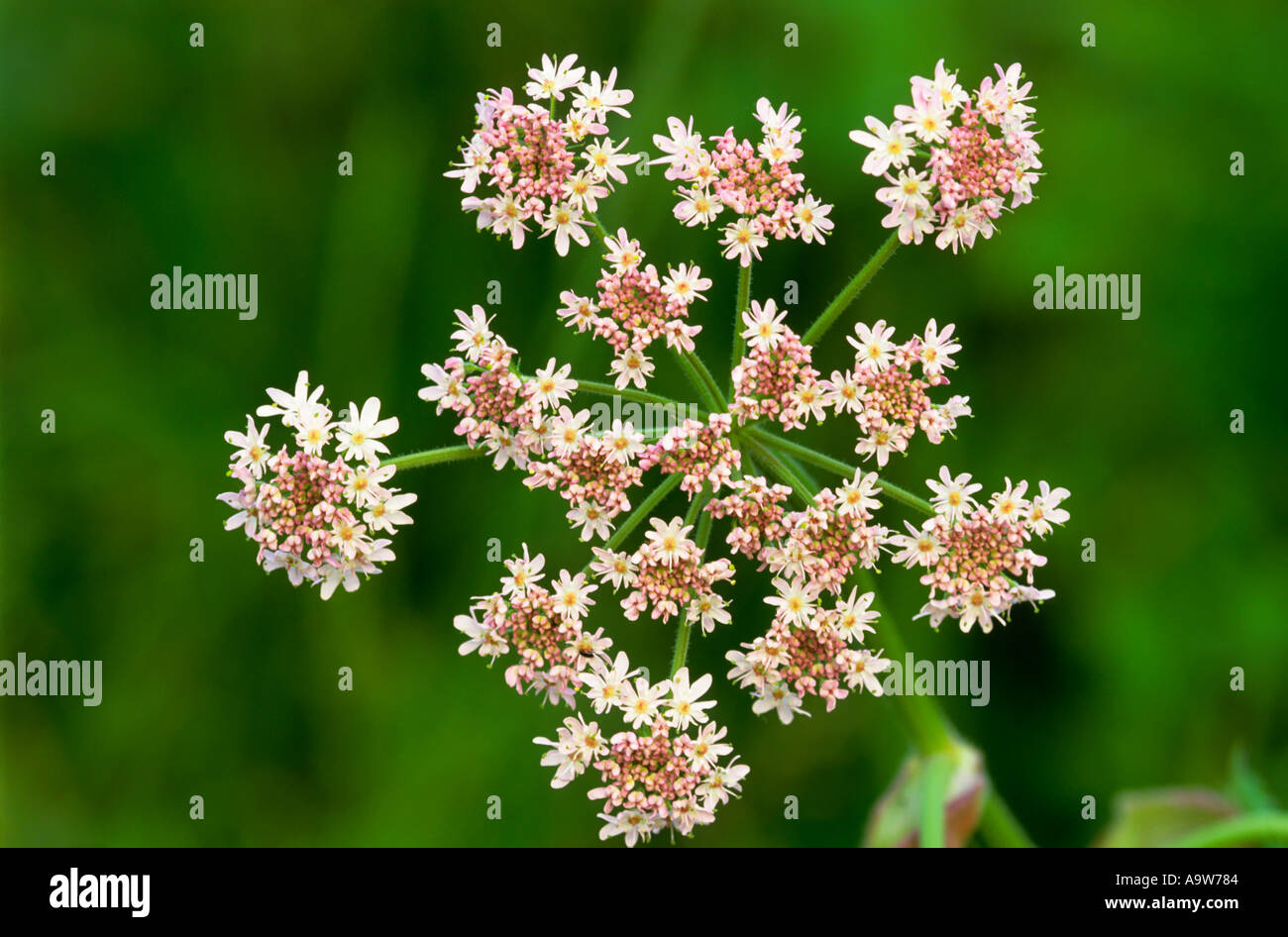 Hogweed heracleum sphondylium immagine ravvicinata di fiori di potton bedfordshire Foto Stock