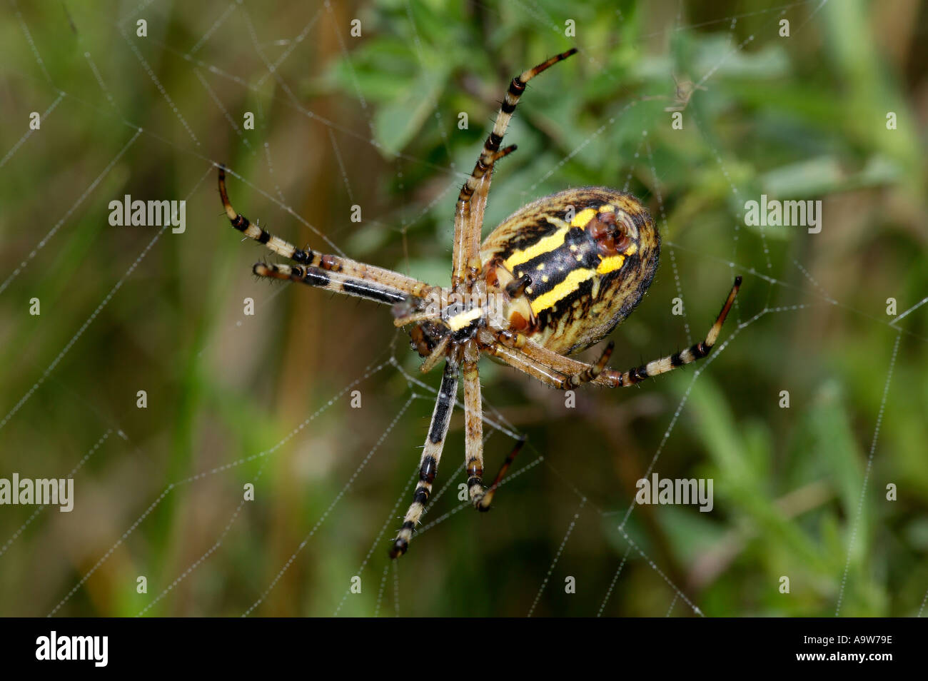 Wasp Spider Argiope bruennichi seduta sul Web nella prateria ruvida bromham bedfordshire Foto Stock