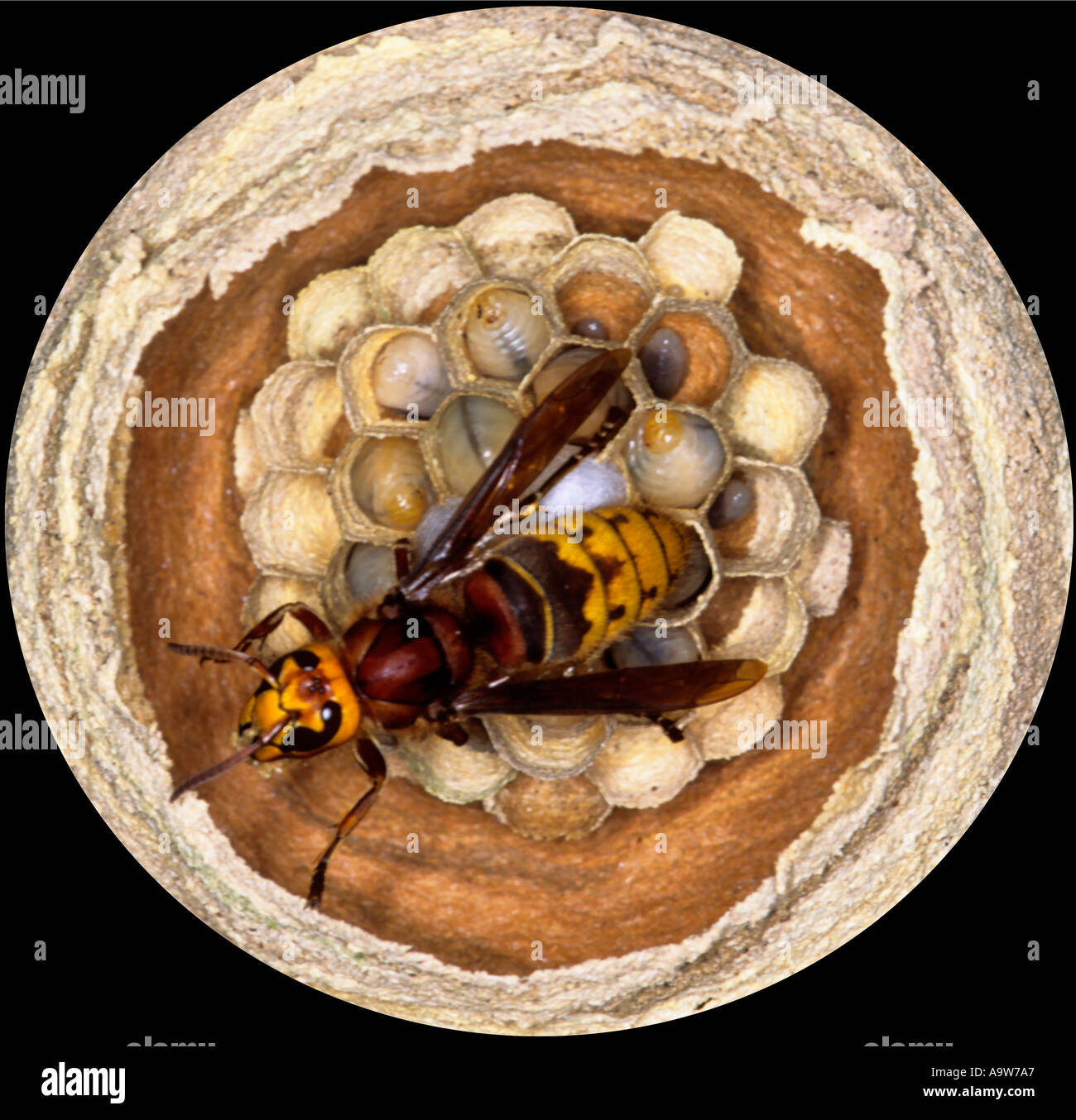 Hornet (Vespa crabro) close up Regina tendente nuovo nido della vista di dettaglio potton bedfordshire Foto Stock