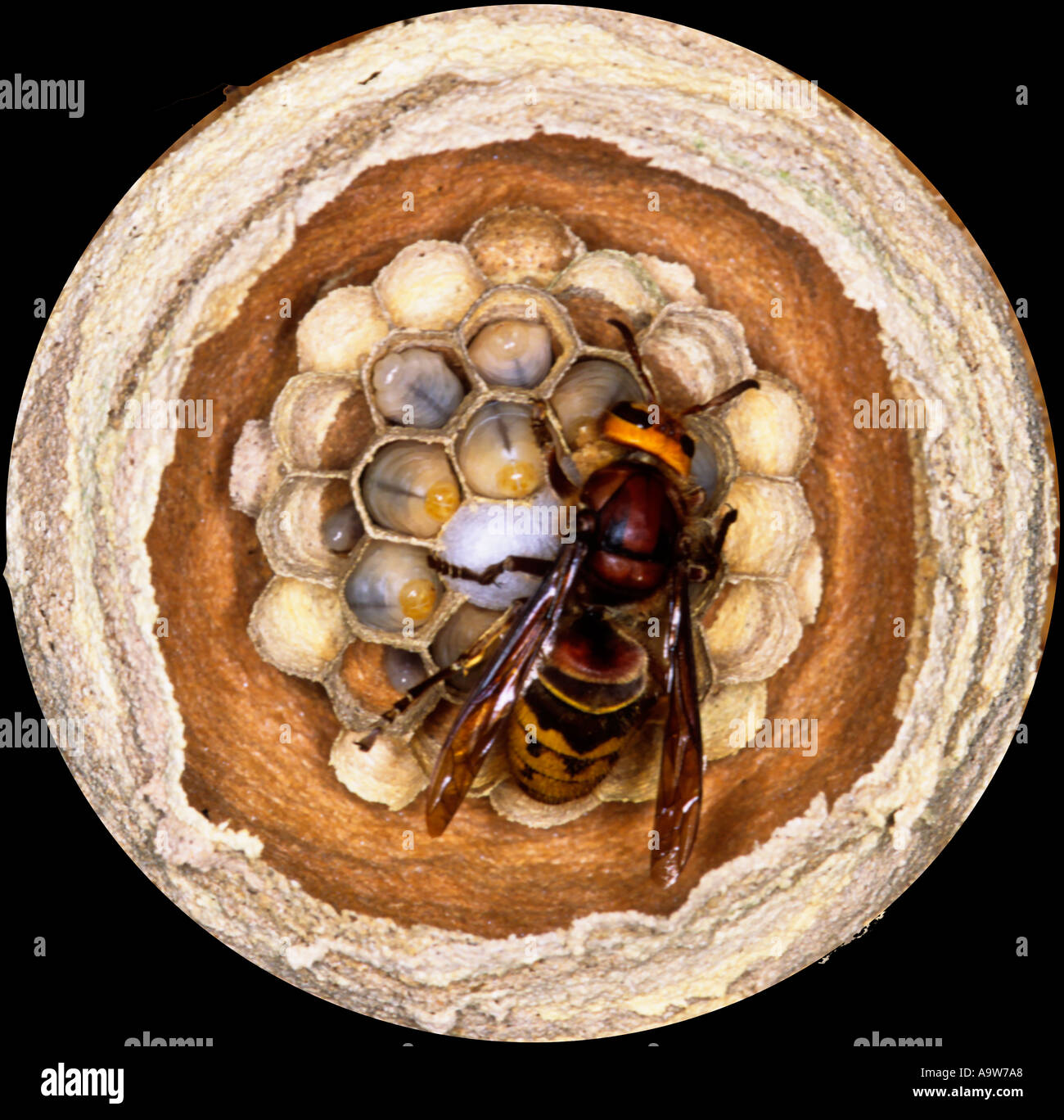 Hornet Vespa crabro Regina tendente nuovo nido della vista di dettaglio potton bedfordshire Foto Stock