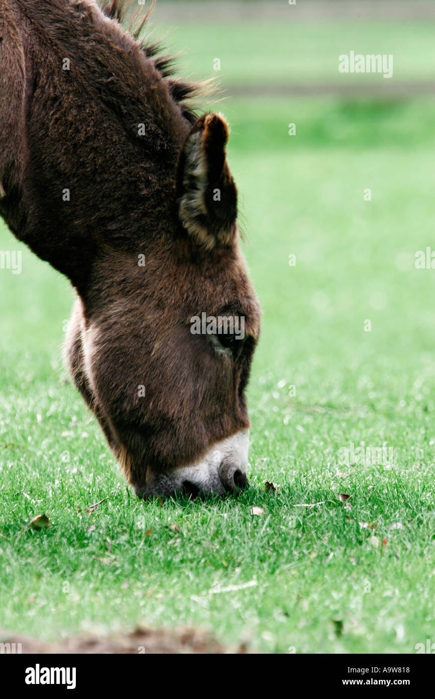 Donkey Equus asinus pascolo Foto Stock