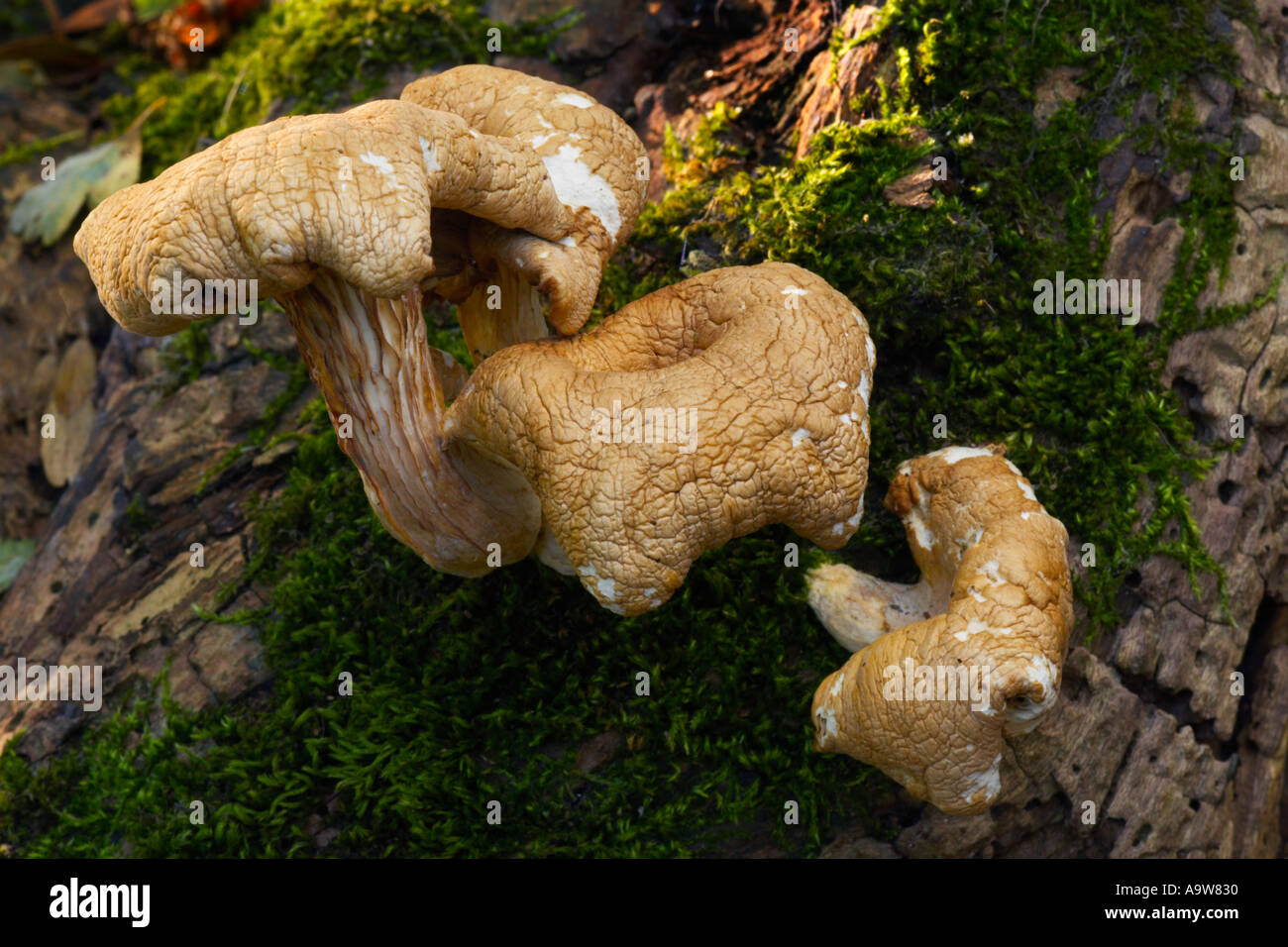 Pleurotus comucopiae crescente sul tronco vecchio therfield boschi cambridgeshire Foto Stock