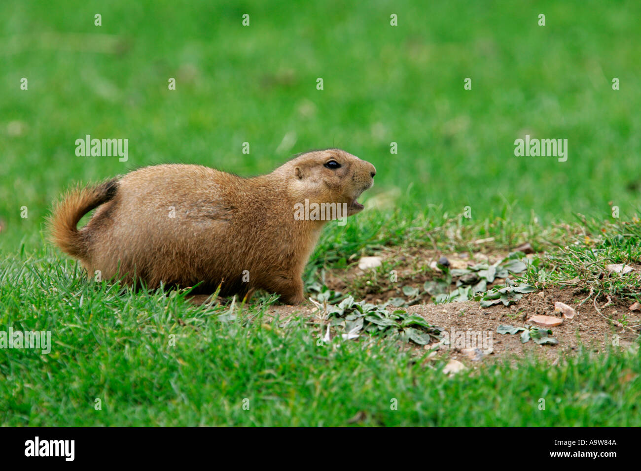 Coda nero i cani della prateria Cynomys ludovicianus alla ricerca permanente di avviso con in alto la coda e guardando alert Foto Stock
