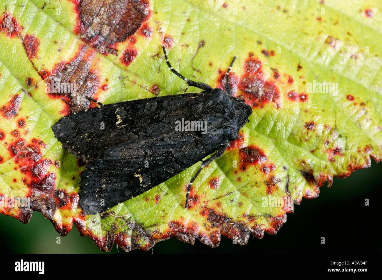 Nero Aporophyla rustico nigra a riposo sulla lamina potton bedfordshire Foto Stock