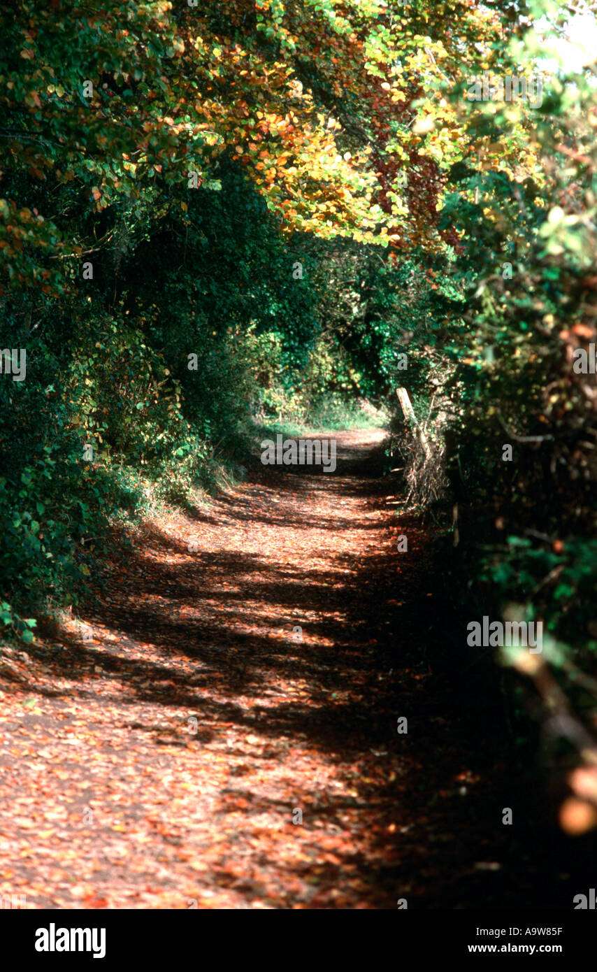 Vicolo del paese in autunno, Selborne, Hampshire REGNO UNITO Foto Stock