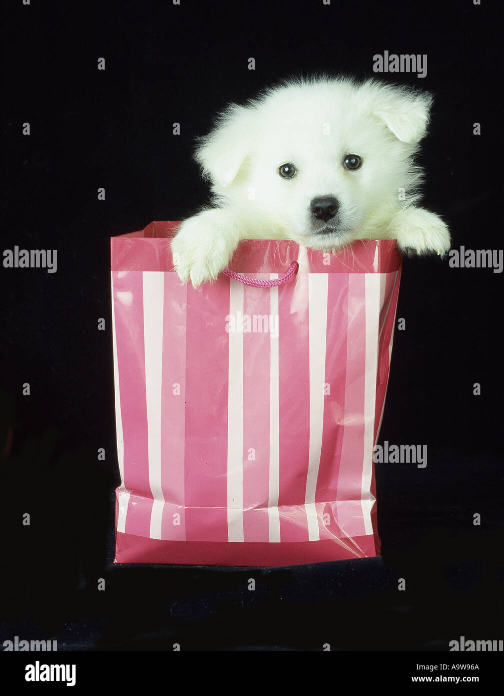 American Eskimo cucciolo Foto Stock