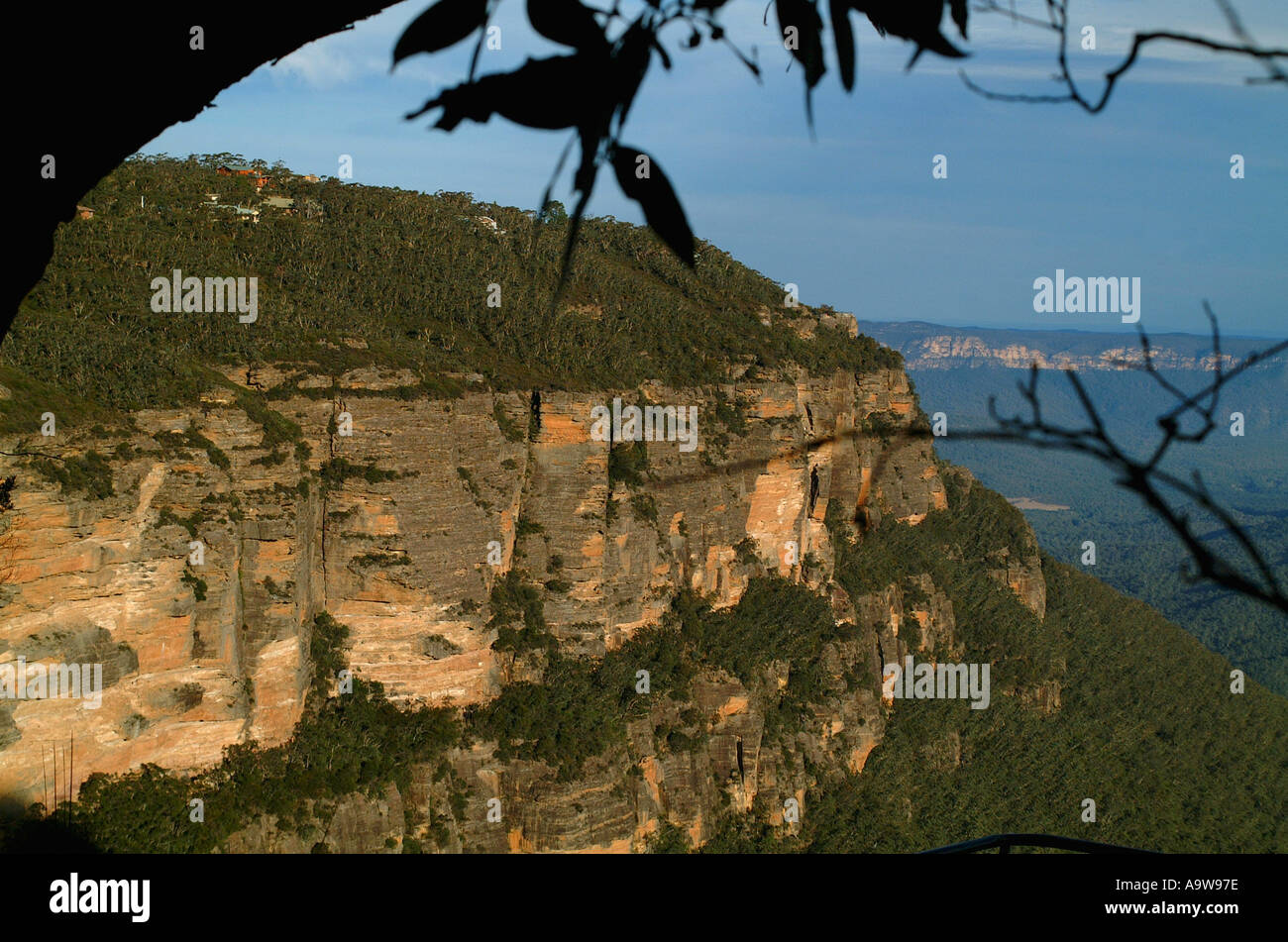 Blue Mountains in Australia con albero in primo piano Foto Stock