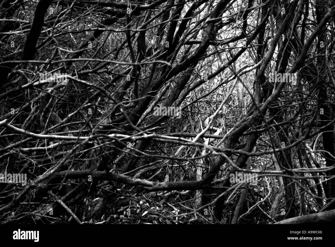 Viale alberato a piedi Parknasilla Sneem Kerry Irlanda Foto Stock