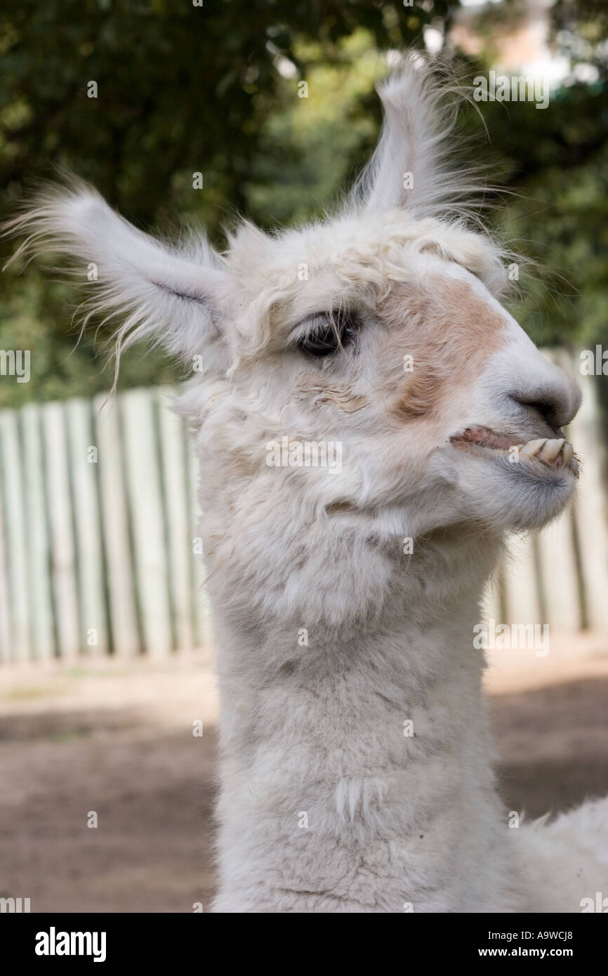 Ritratto di un llama con pippo denti Foto Stock