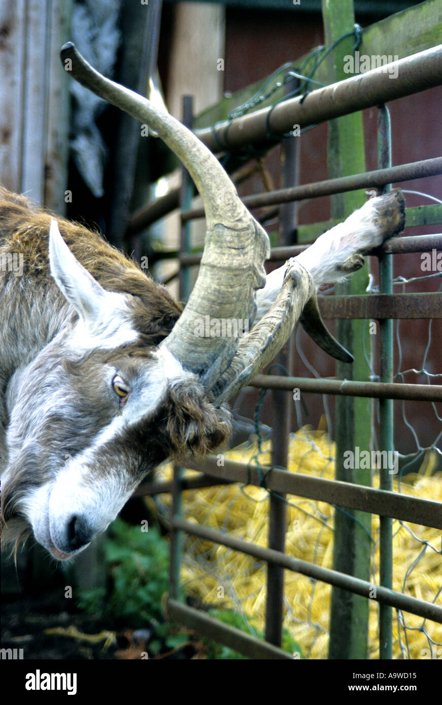 Addomesticazione capra in un animale santuario Foto Stock