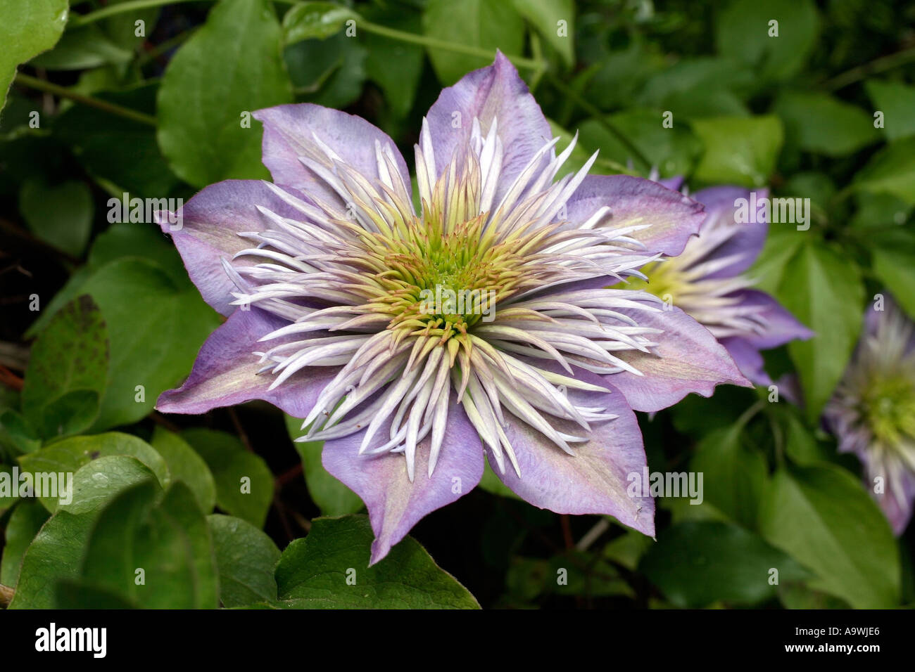 Clematis Fontana di cristallo Foto Stock