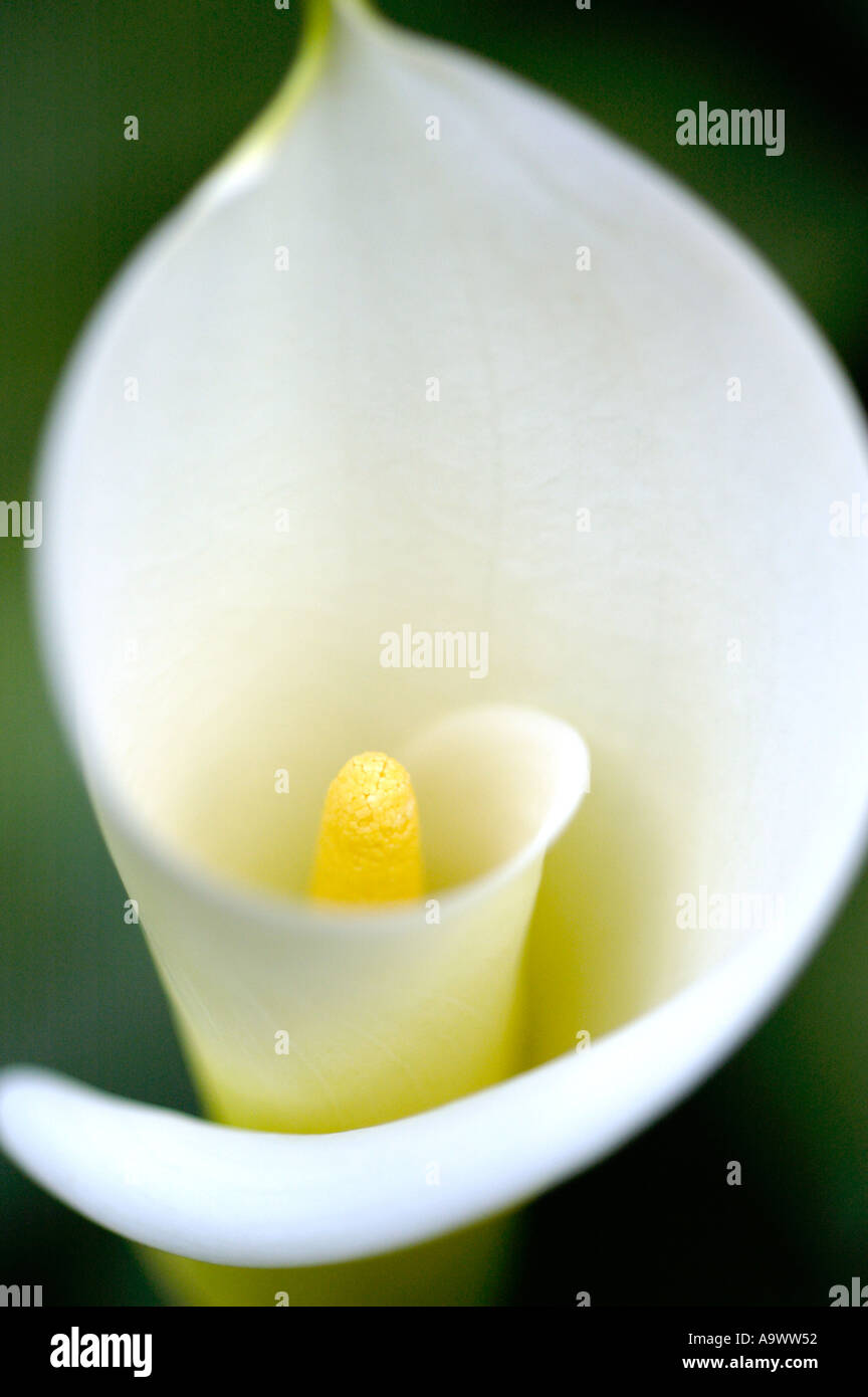 Zantedeschia aethiopica arum lily Araceae Foto Stock