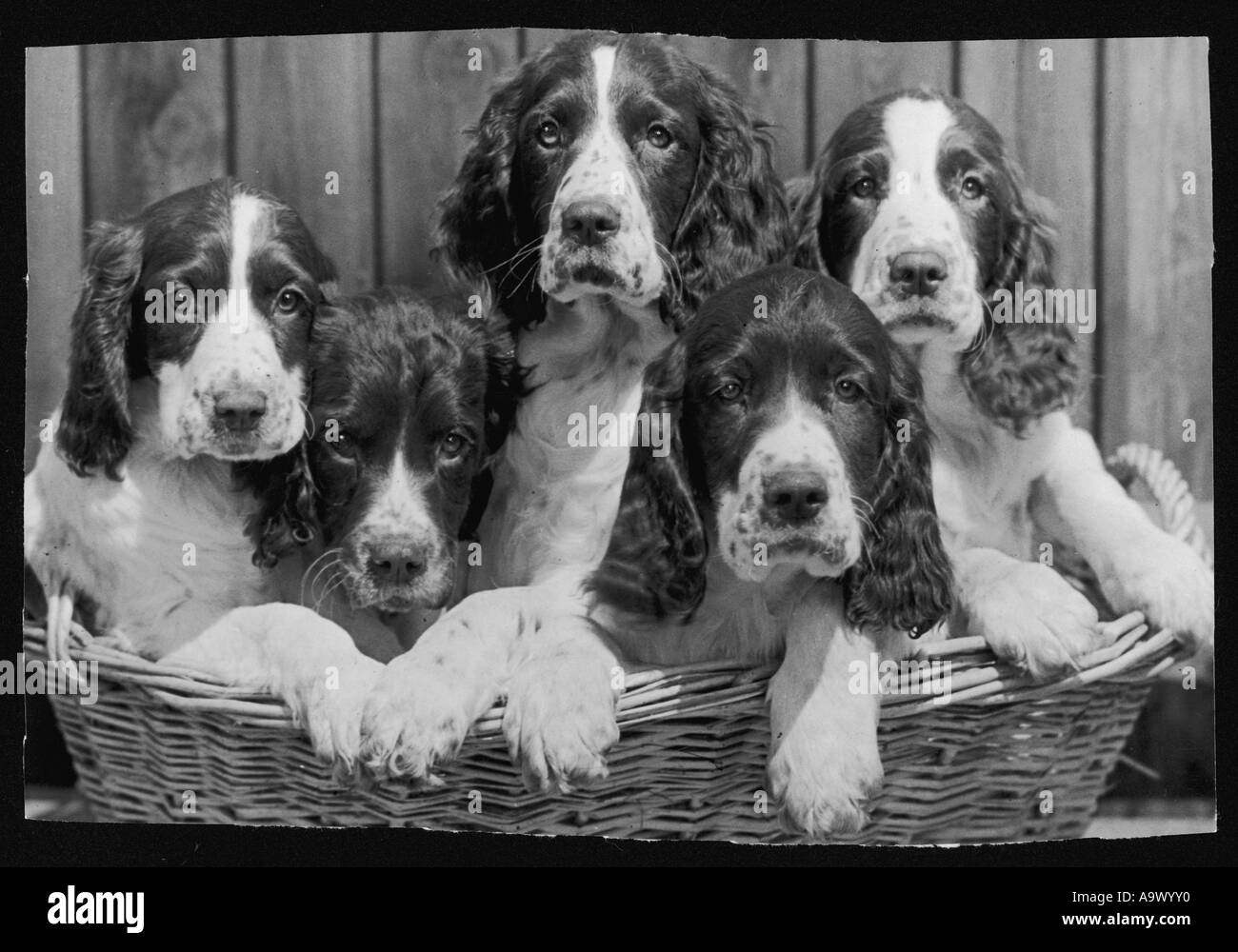 Springer Spaniel cuccioli Foto Stock