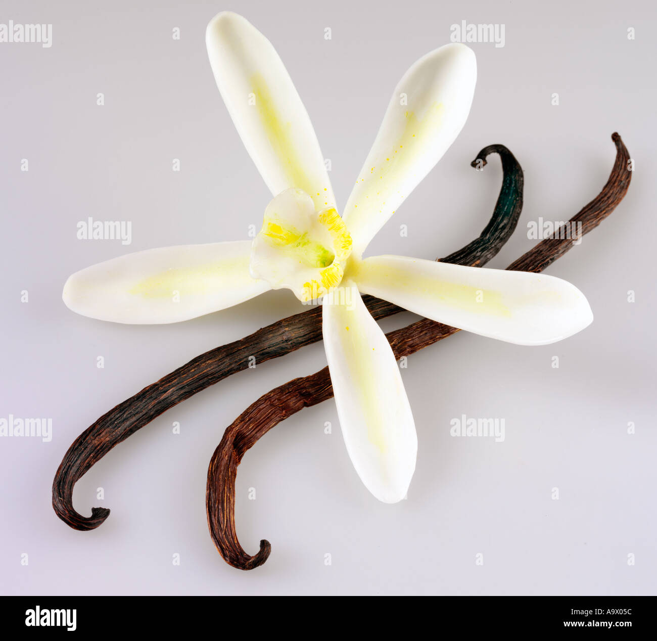 Fiore di vaniglia e pods Foto Stock