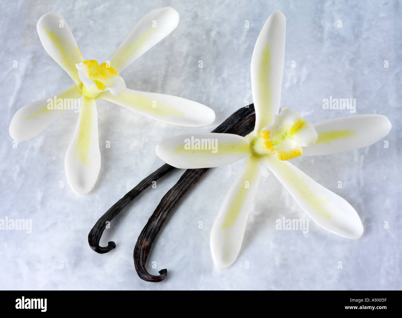 Due fiori di vaniglia e pods Foto Stock