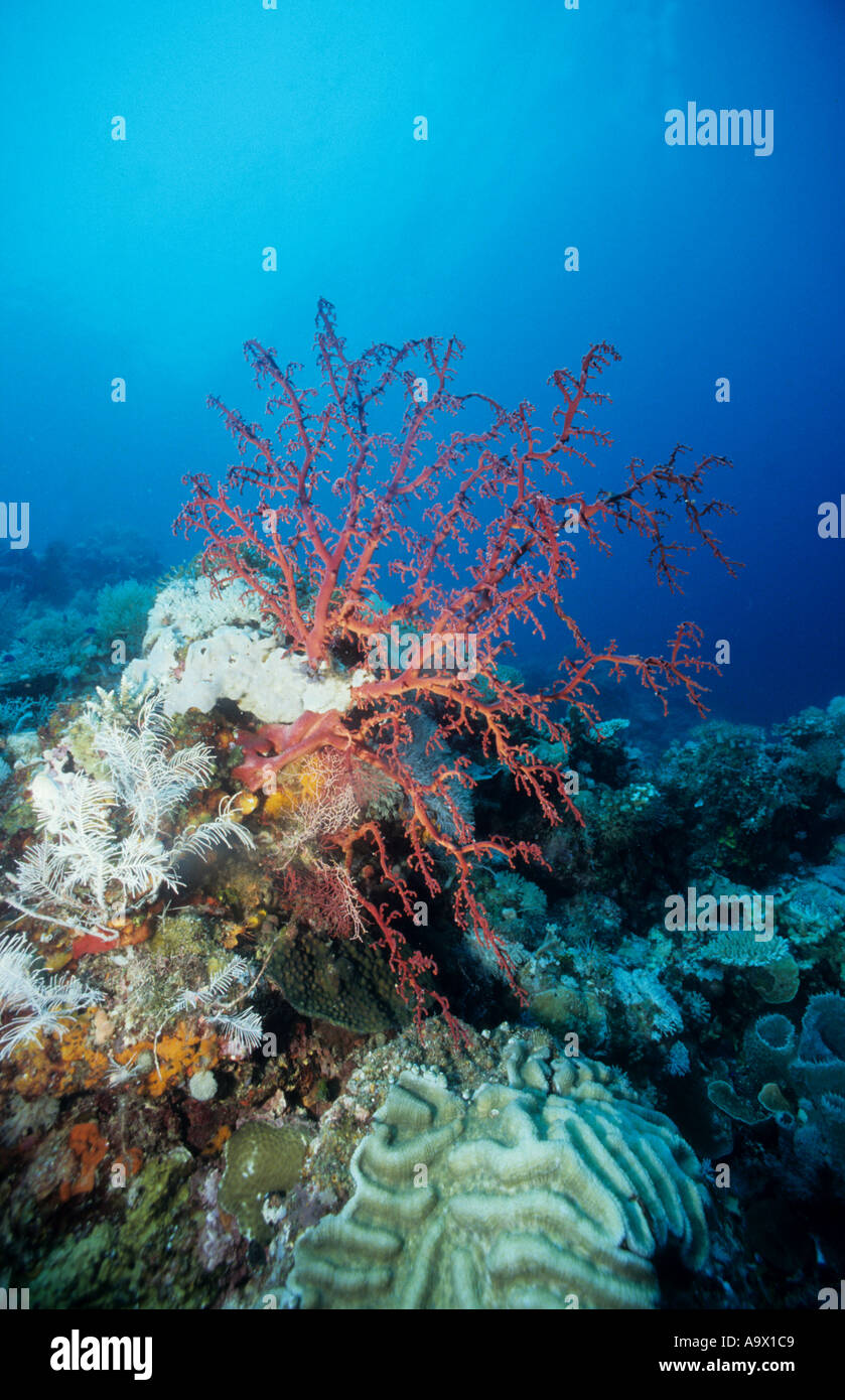 Di gorgonie rosse Octocoral Polyp specie Plesauridae plus coralli misti Calusa isola mare di Sulu Filippine Foto Stock