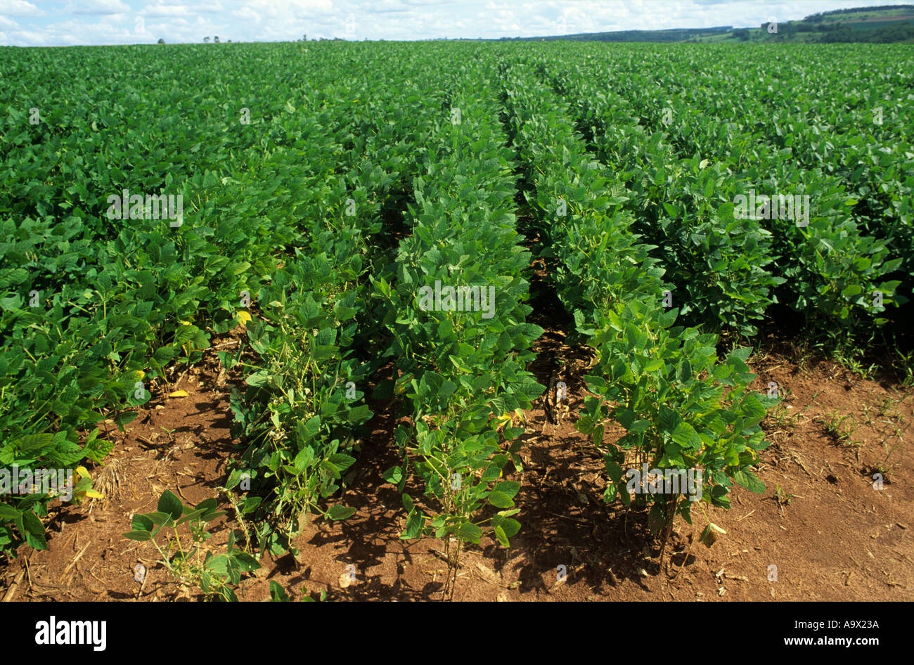 Stato di Paraná, Brasile. Soia (Glycine max) campo. Foto Stock