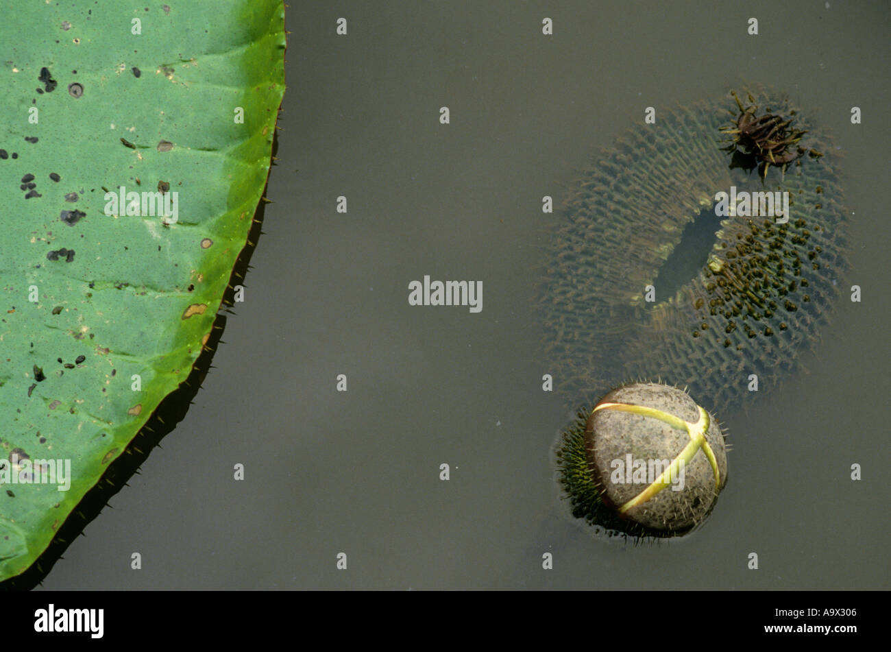 L'Amazzonia, Brasile. Vitoria Regia (Victoria amazonica); giglio gigante pad con il germoglio di fiore di galleggiamento sull'acqua. Foto Stock