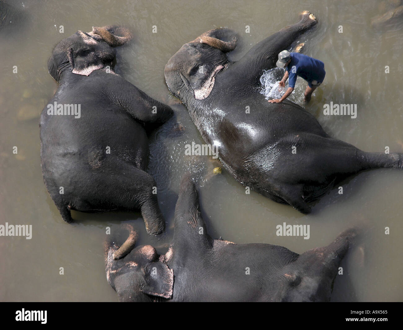 Tettuccio di colpo di elefanti indiani essendo lavato in un fiume dal loro Mahout Foto Stock