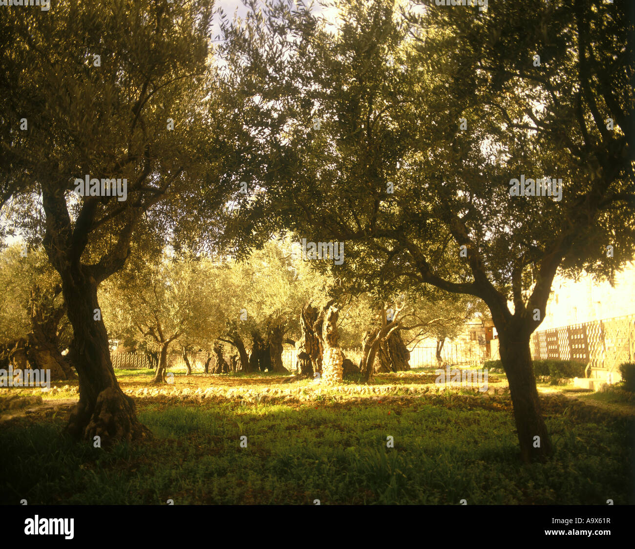 OLIVE GARDEN GETSEMANI GERUSALEMME ISRAELE Foto Stock