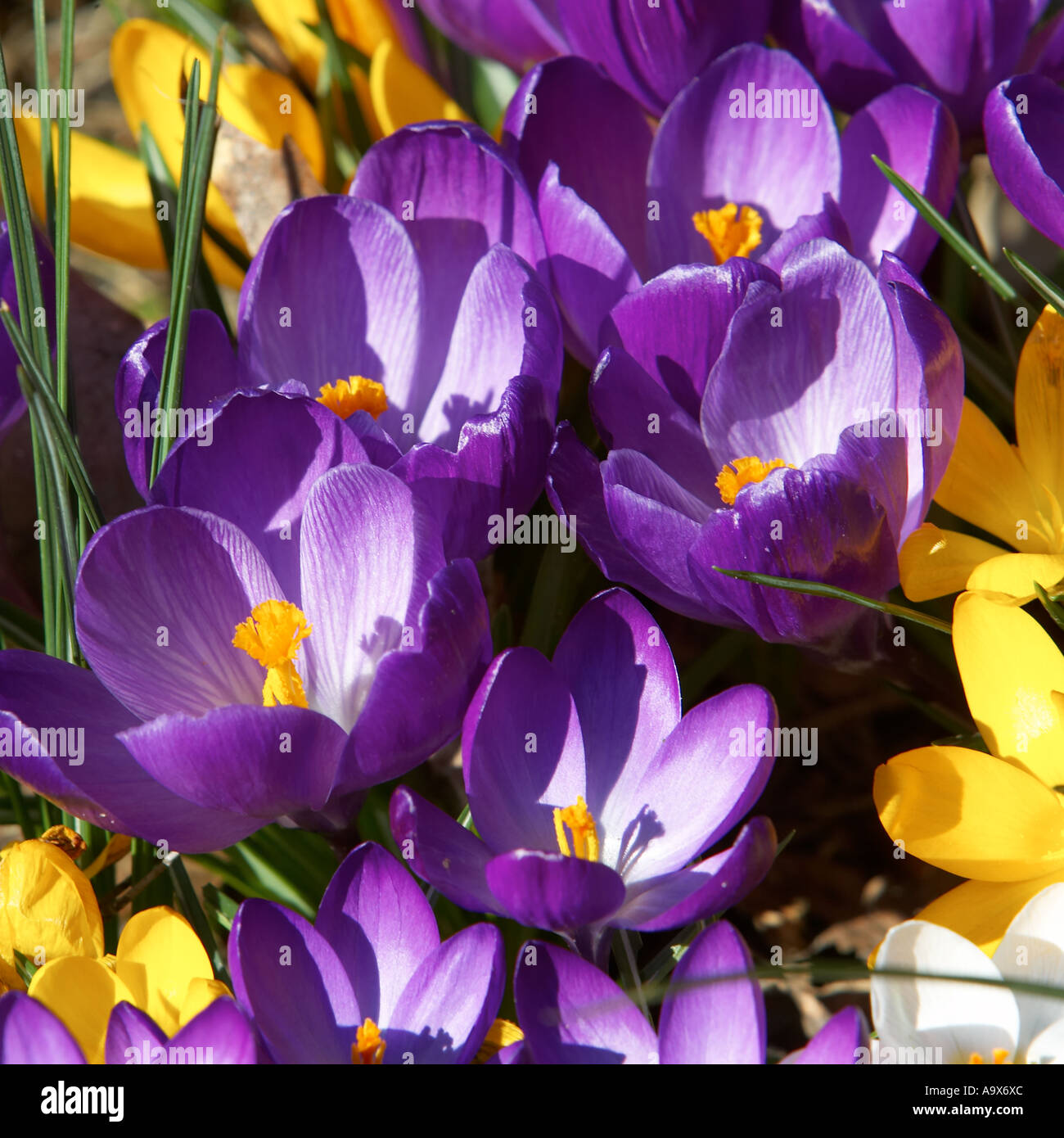 Crocus tommasinianus petali di fiori viola Foto Stock