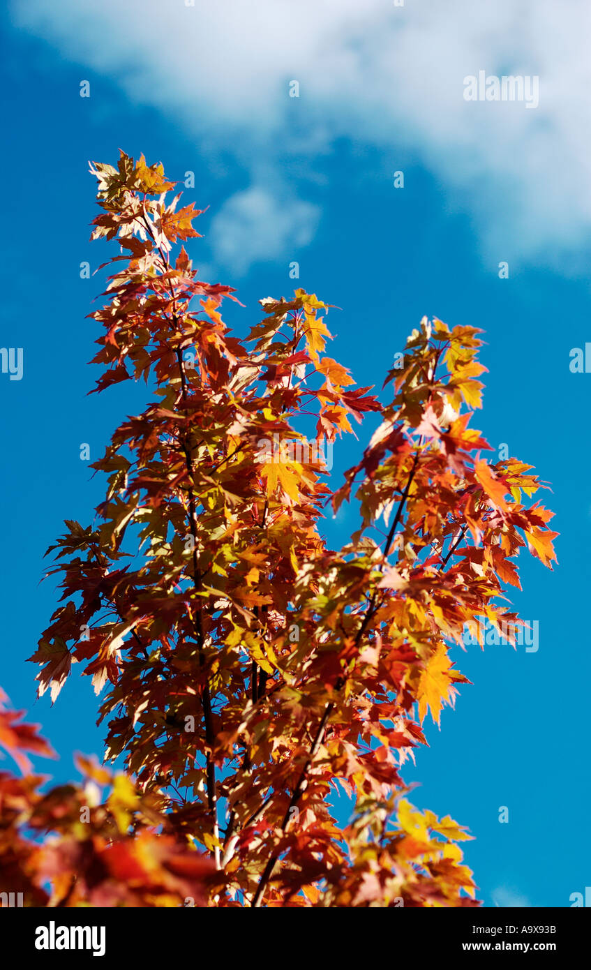 Albero con caduta di colore arancione lascia cadere contro un cielo blu Foto Stock