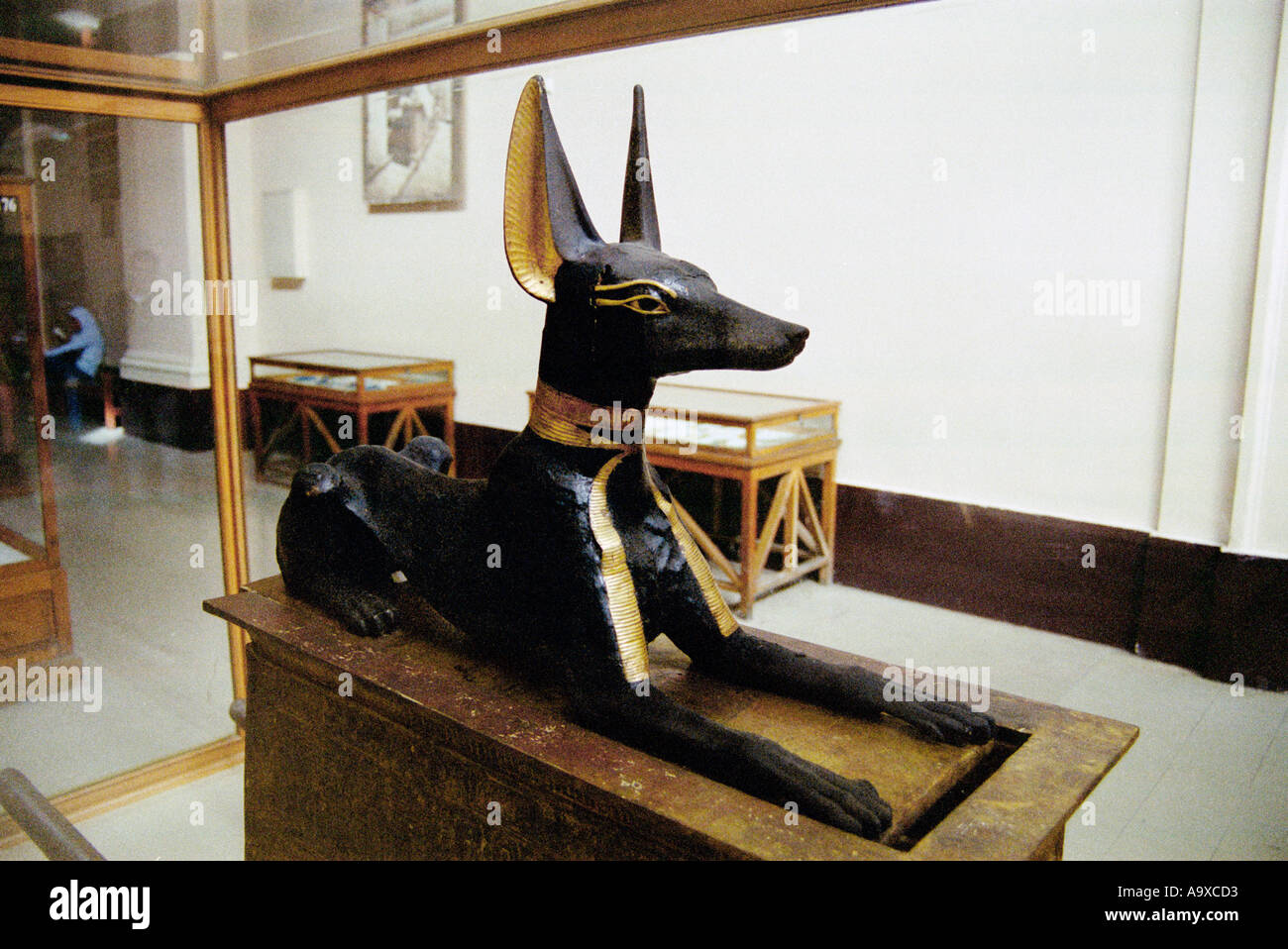 Questa figura di Anubis custodita la camera del tesoro di Tutankhamon la tomba di ora in mostra presso il Museo Egizio del Cairo in Egitto Foto Stock