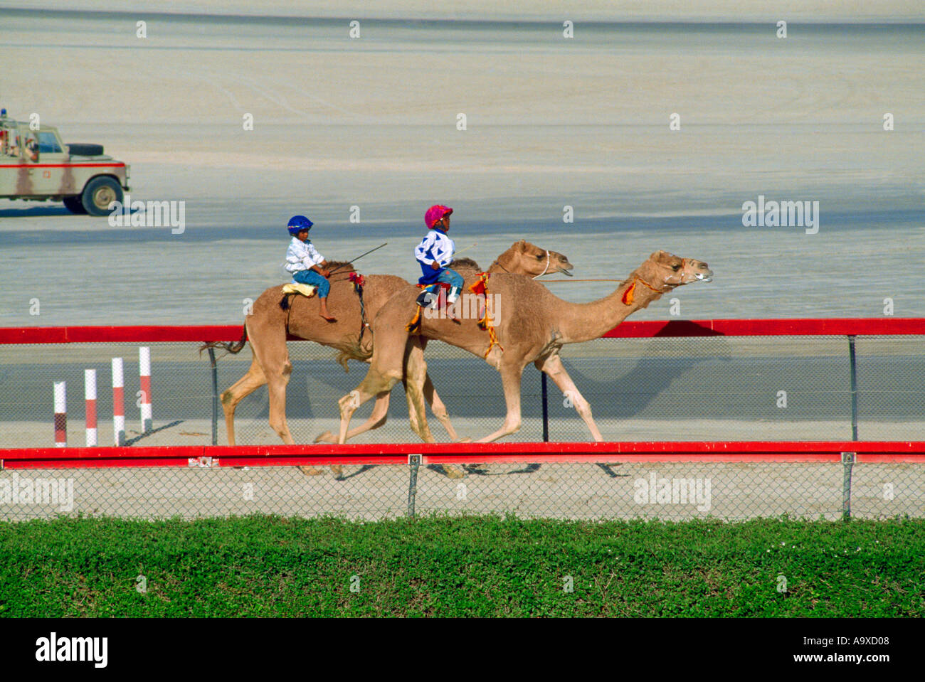 Dubai EMIRATI ARABI Camel Race Track Camel Race Foto Stock