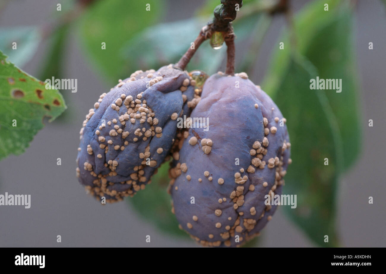 Monilia laxa (Monilia laxa), infestazione su prugne Foto Stock