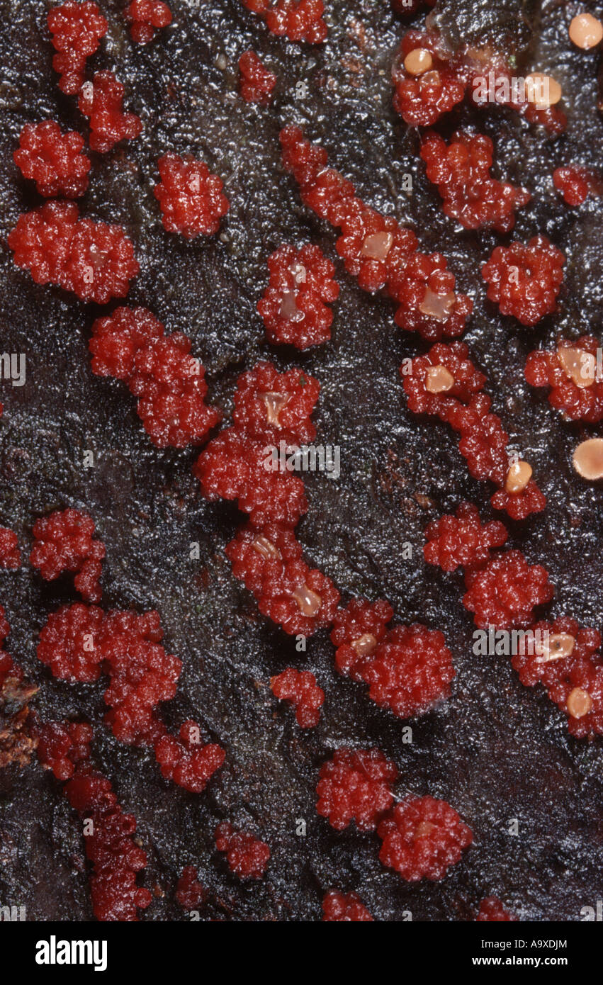 Coral spot (Nectria cinnabarina), di corpi fruttiferi Foto Stock