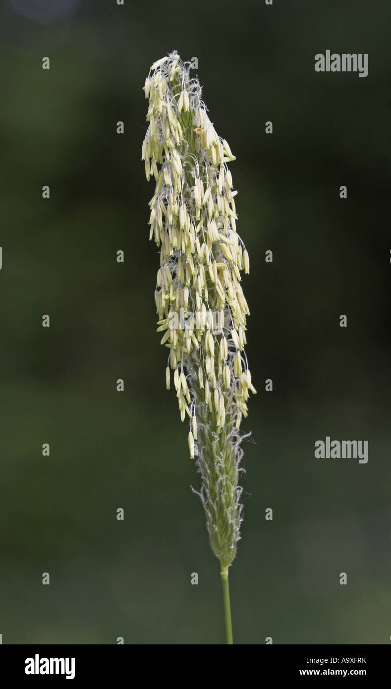 Coda di volpe erba (Alopecurus pratensis), fioritura Foto Stock