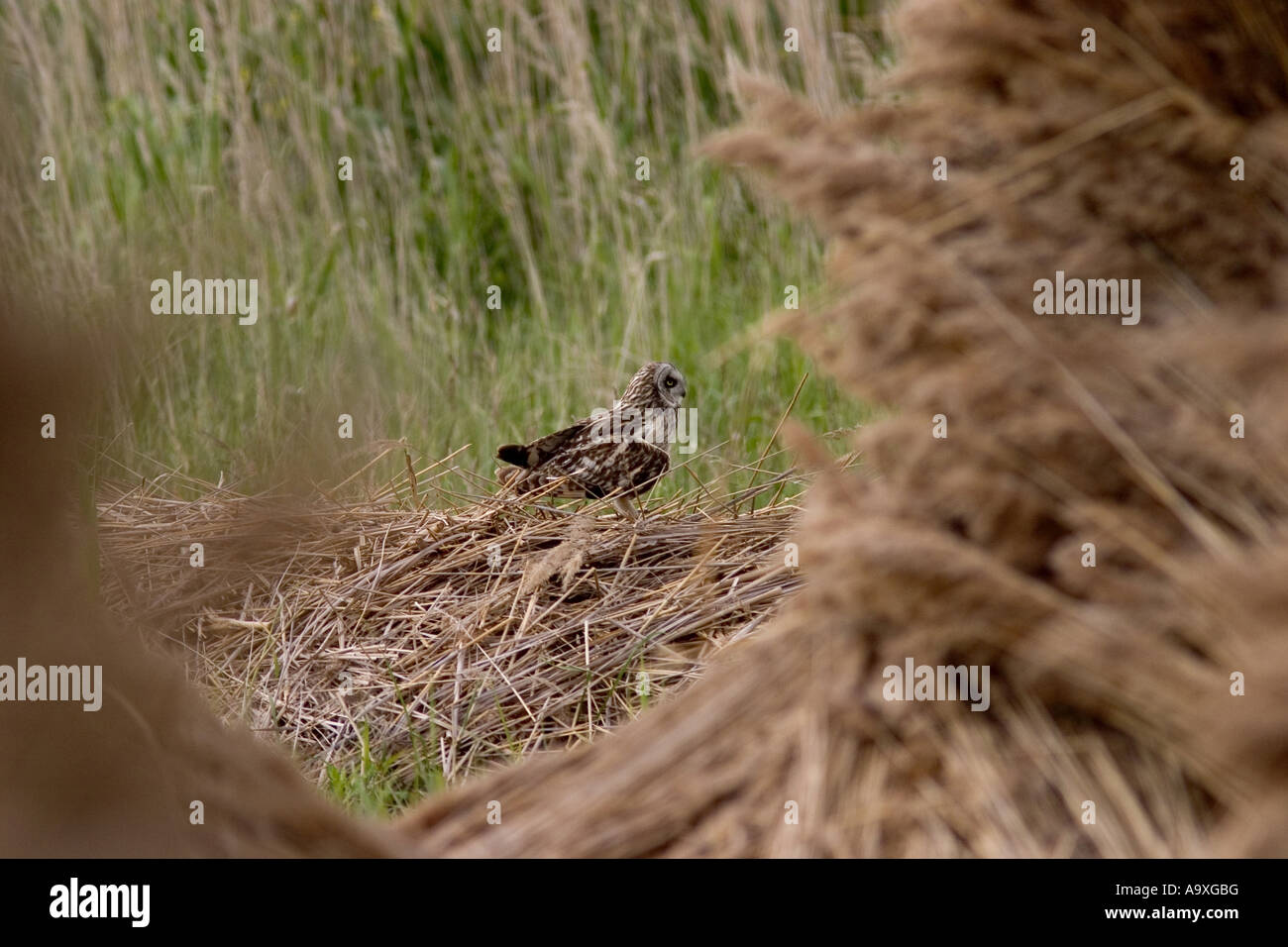 Corto-eared gufo comune (asio flammeus), seduti su lookout, Austria, Burgenland, Neusiedler See Foto Stock