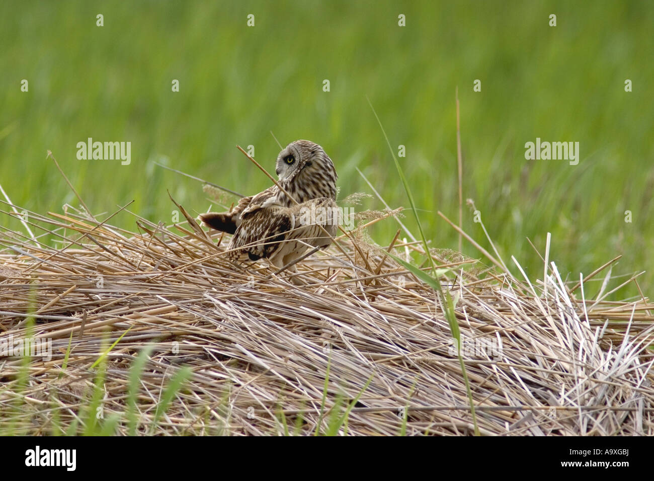 Corto-eared gufo comune (asio flammeus), seduti su lookout, Austria, Burgenland, Neusiedler See Foto Stock