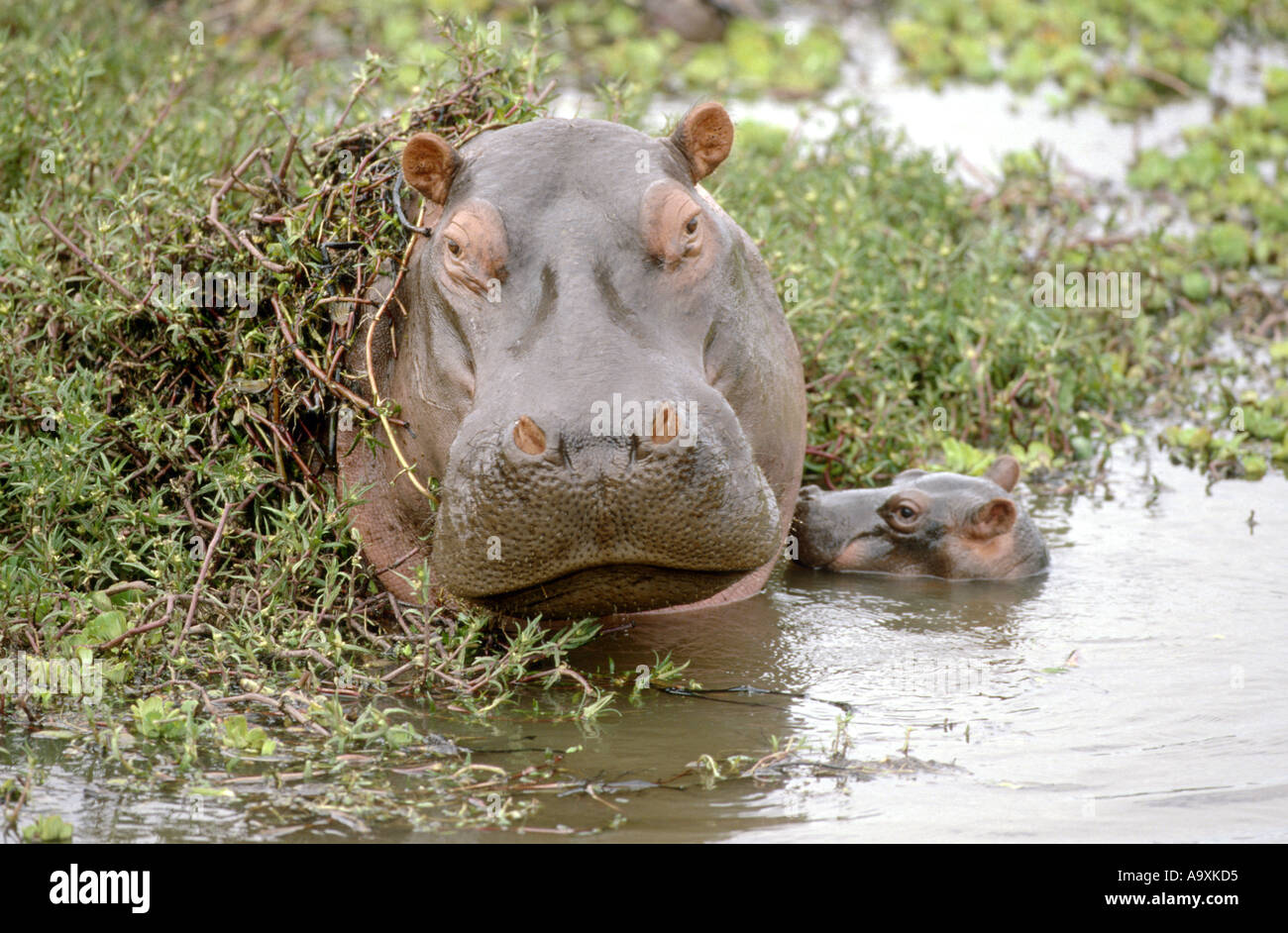 Ippopotamo o Ippona (Hippopotamus amphibius), Mutter mit Jungtier, ritratto, Kenia Masai Mara riserva nazionale, Nov 01. Foto Stock